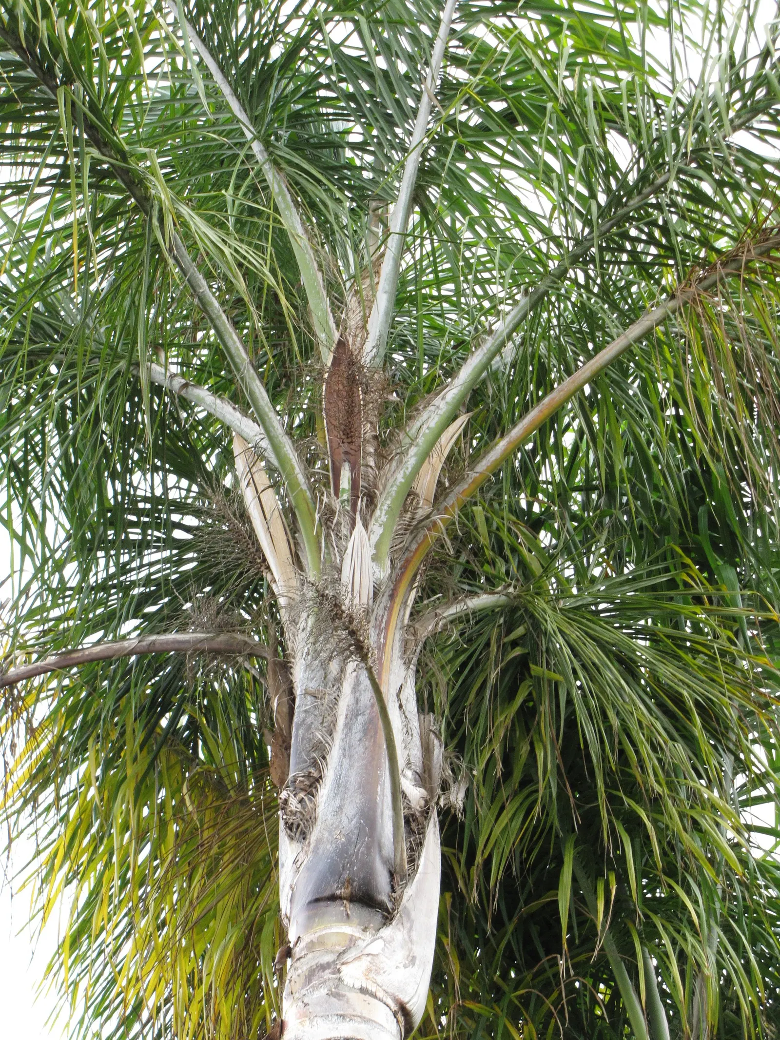 Pindo Palm (Butia Capitata) — Its slow growth and graceful form make it ideal for focal points in landscapes; it produces edible yellow-orange fruits, adding a