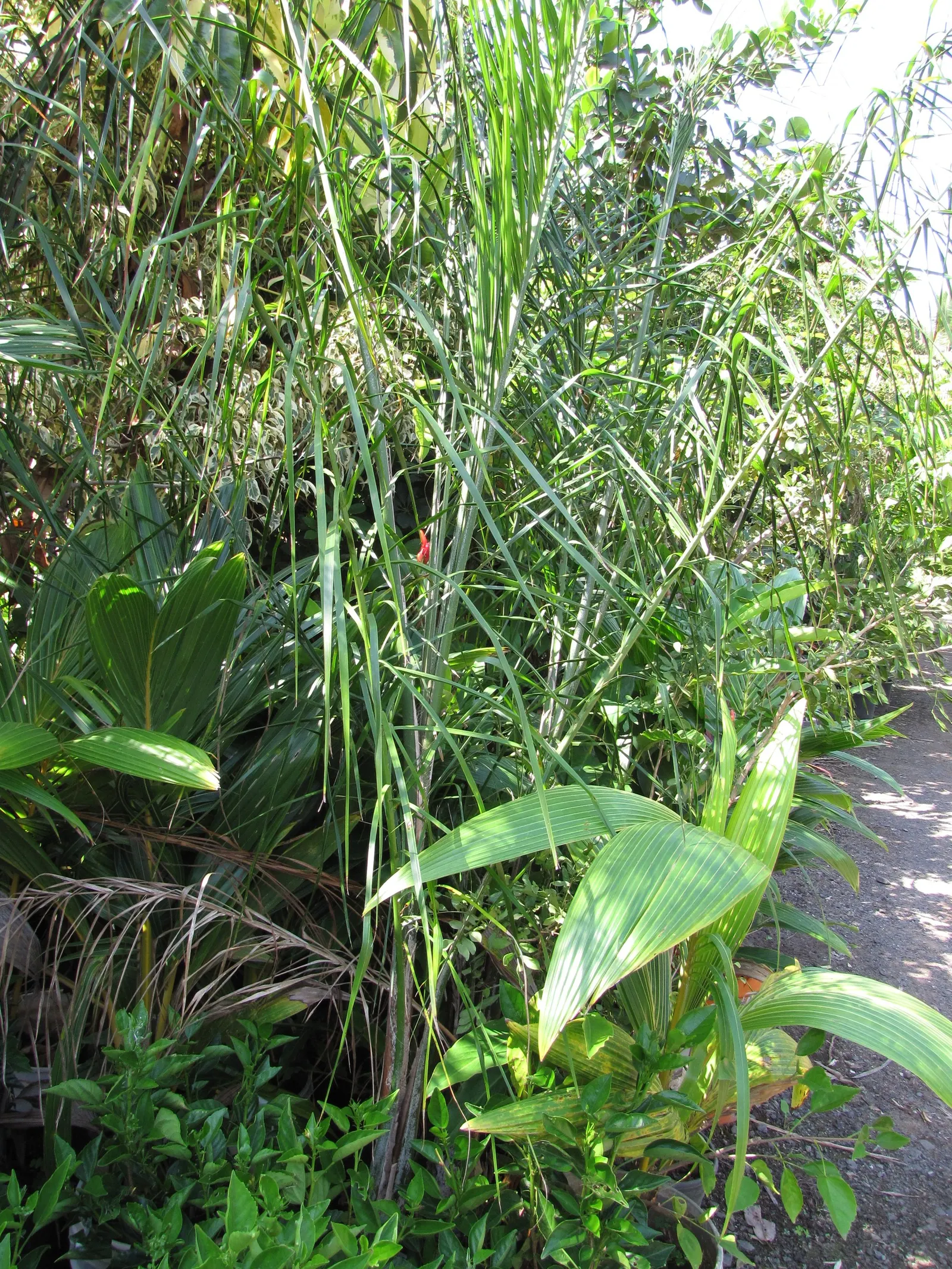 Pindo Palm (Butia Capitata) — is a striking addition to any landscape design; scientifically known as Butia capitata, image 67