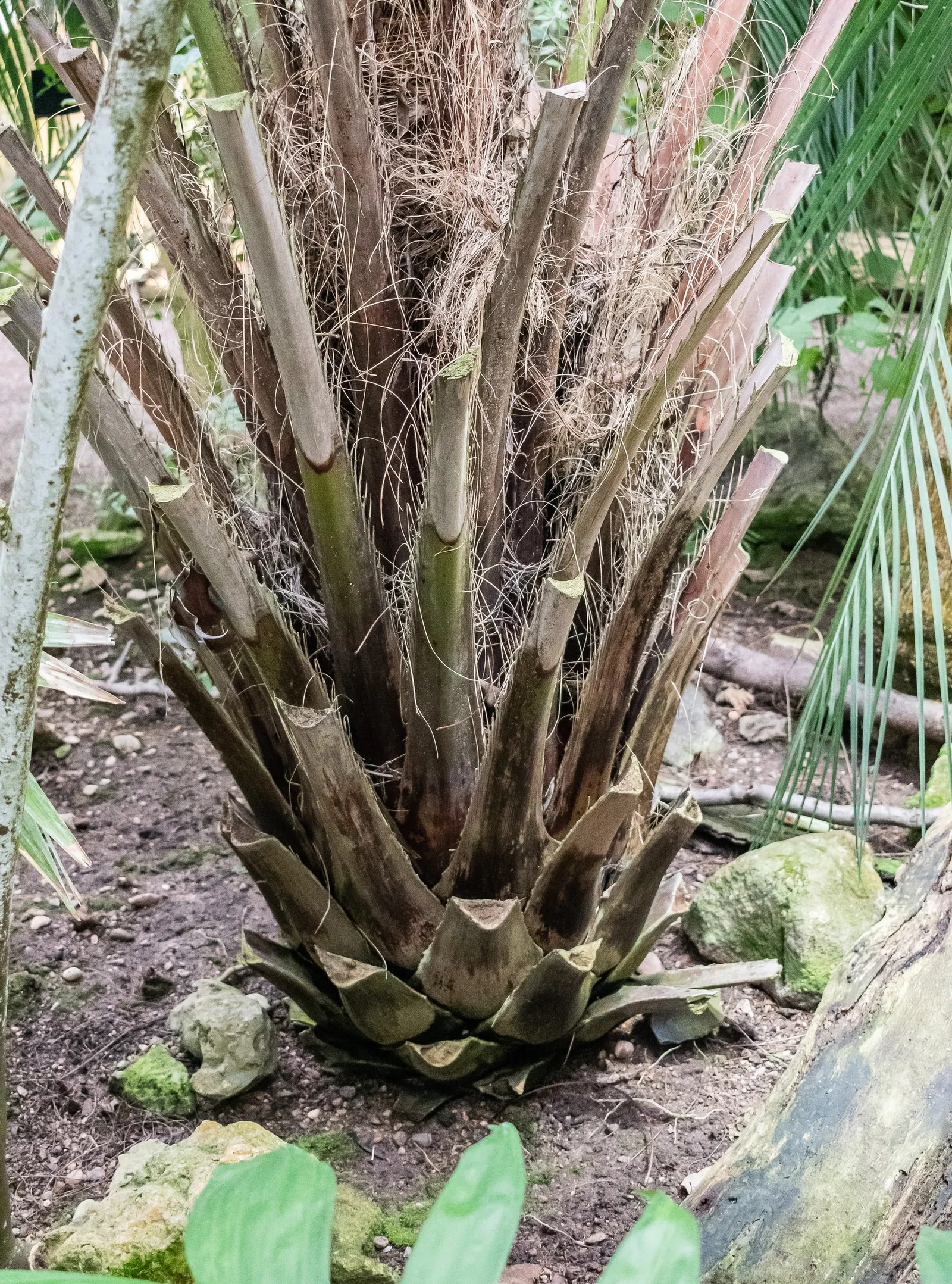 Pindo Palm (Butia Capitata) — Originating from the grasslands and forests of South America; palm for full or half, image 49