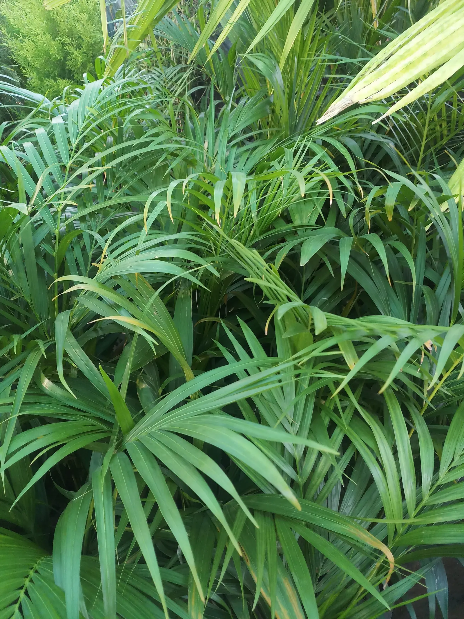 Pindo Palm (Butia Capitata) — blue-green fronds that gracefully arch; boasts a distinctive silhouette with blue-green, image 52