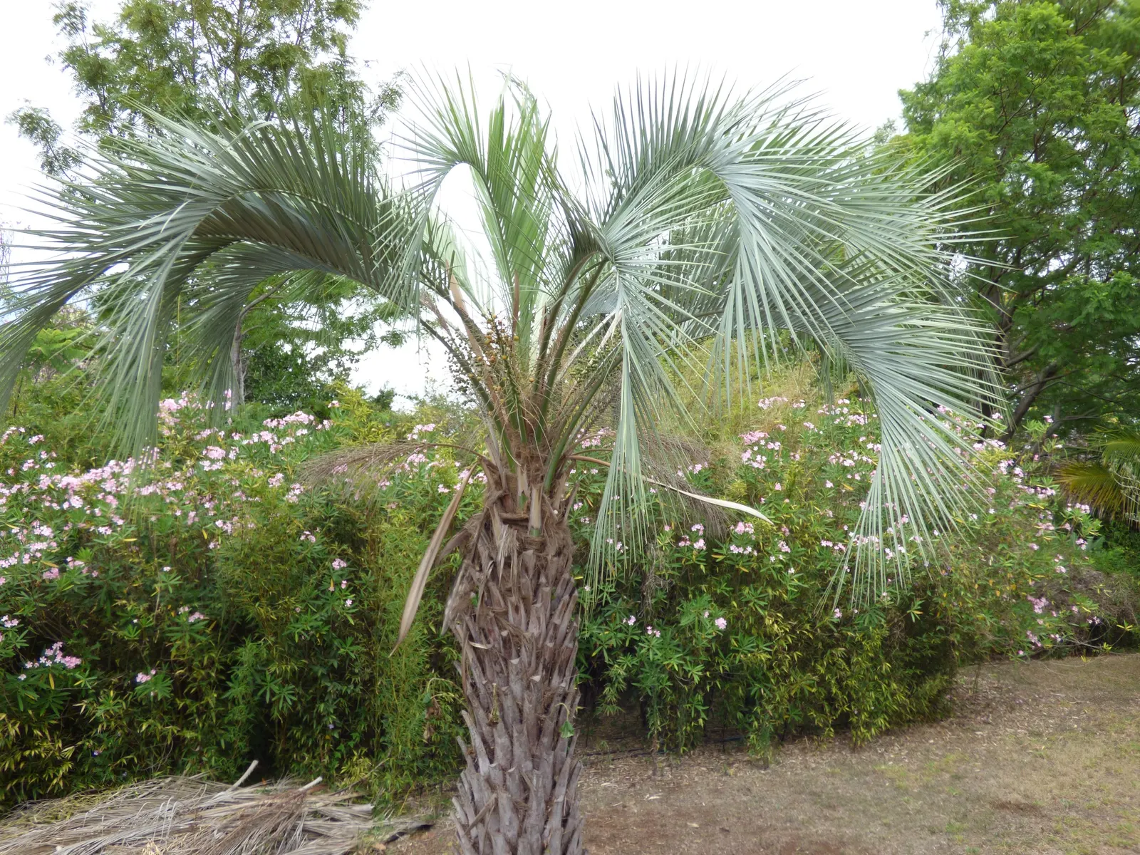 Pindo Palm (Butia Capitata) — blue-green fronds that gracefully arch; boasts a distinctive silhouette with blue-green