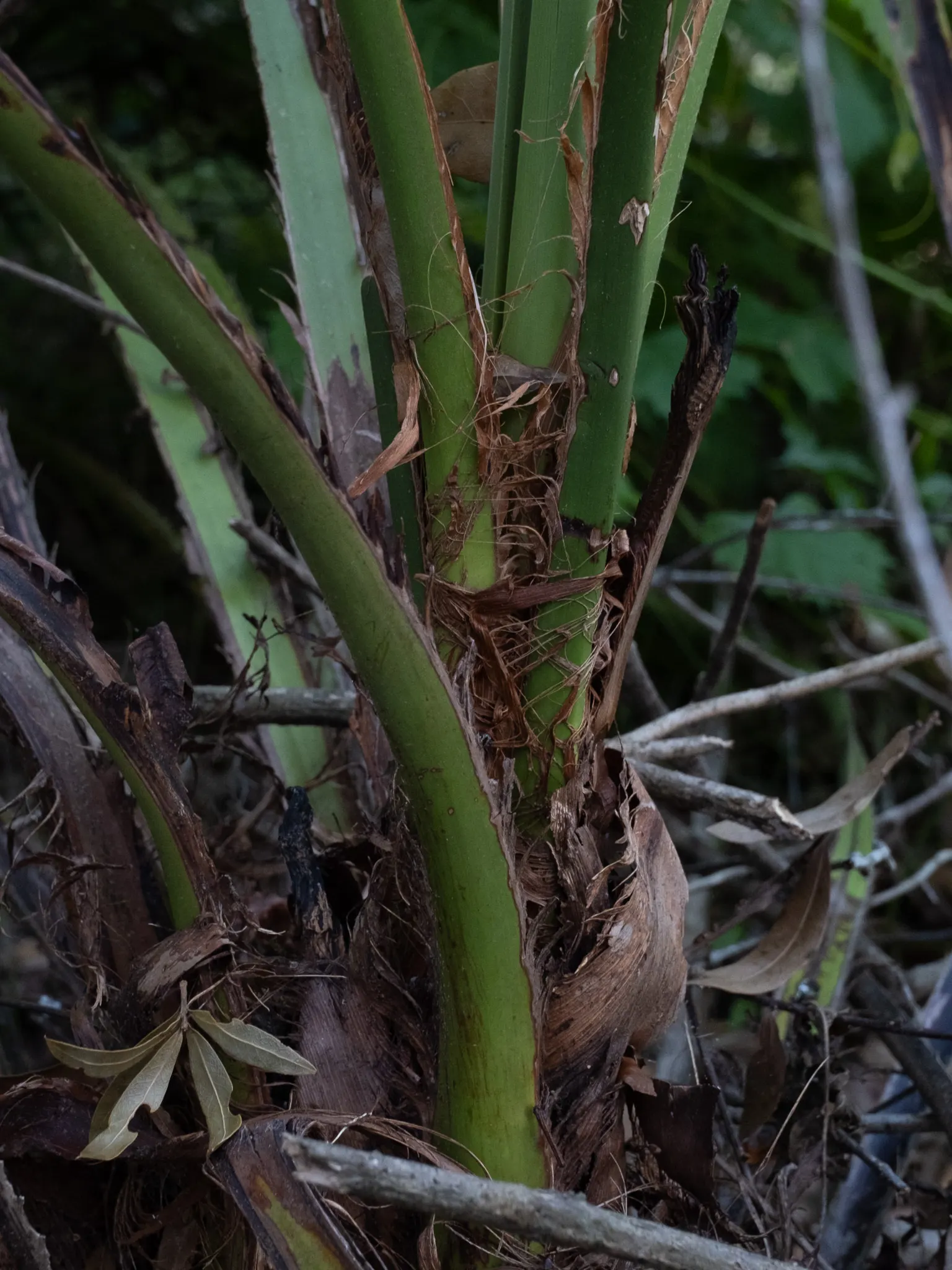Pindo Palm (Butia Capitata) — palm for full or half