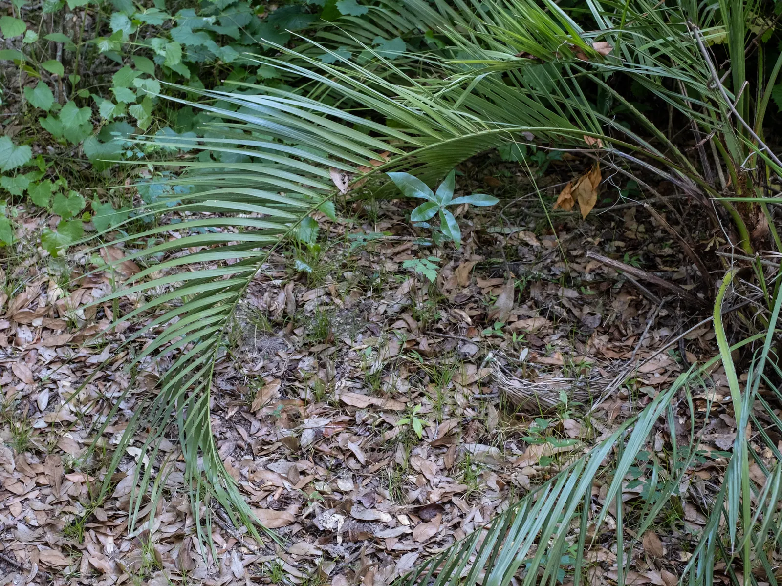 Pindo Palm (Butia Capitata) — offering a touch of tropical elegance; creating a spread of up to 10 feet wide, image 68