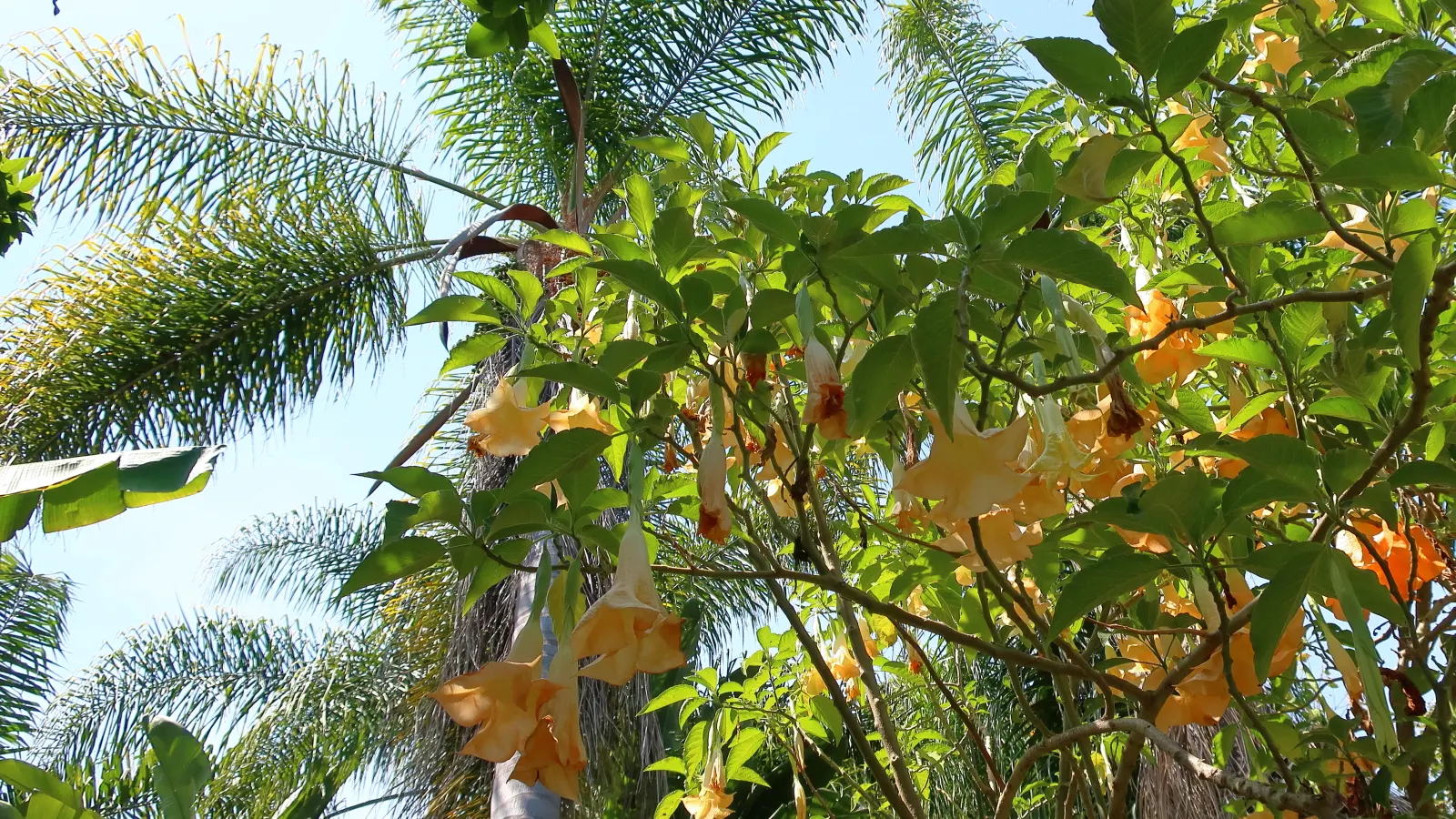 Pindo Palm (Butia Capitata) — yellow inflorescences that reach up to 2 feet long; arching fronds that span up to 5 feet, image 55