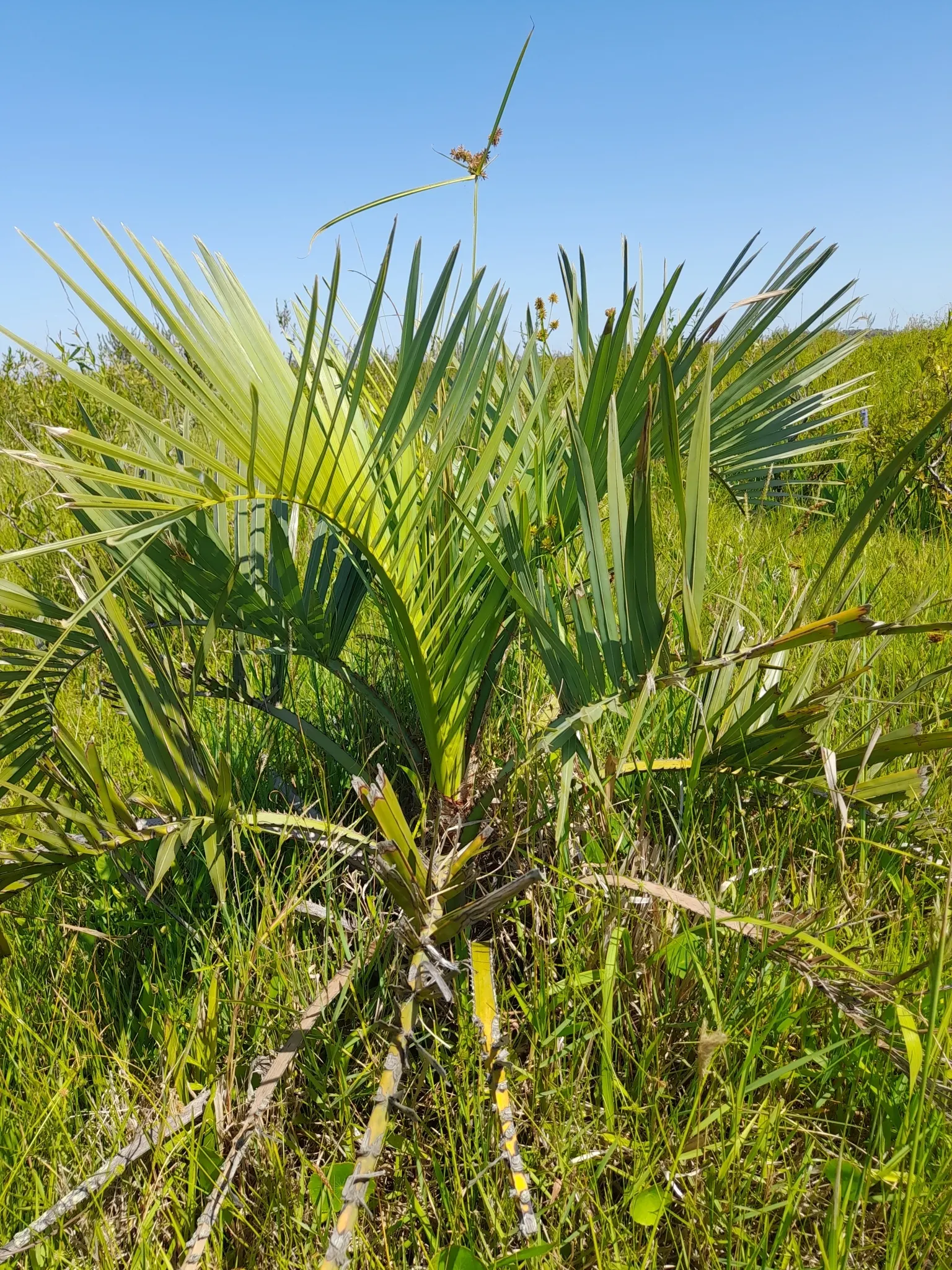 Pindo Palm (Butia Capitata) — creating a spread of up to 10 feet wide; offering a touch of tropical elegance, image 53