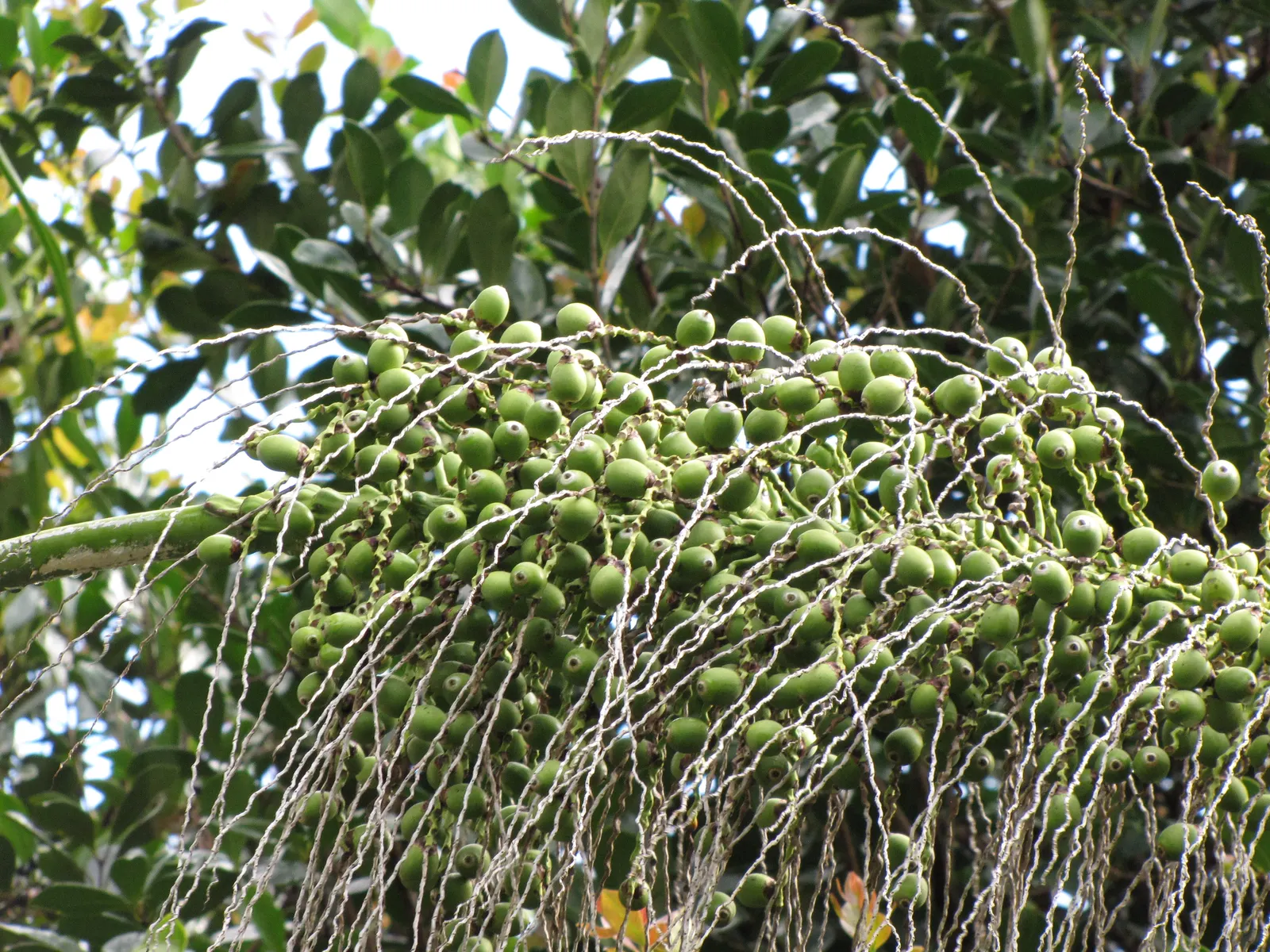 Pindo Palm (Butia Capitata) — with a spread of approximately 10 to 15 feet thanks to its robust