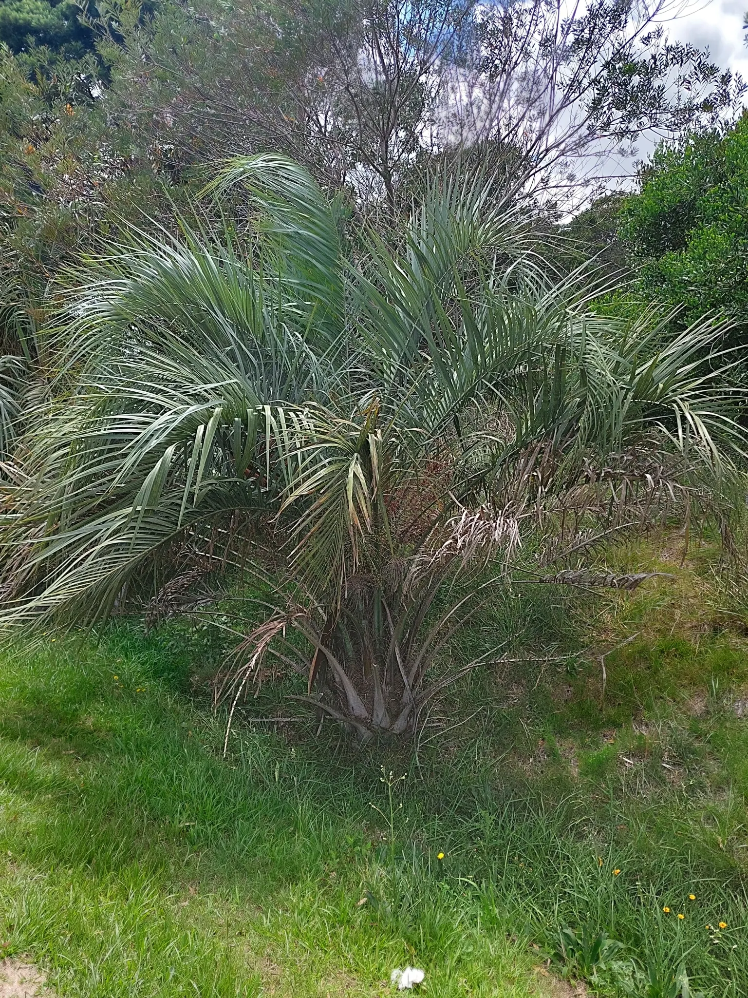 Pindo Palm (Butia Capitata) — scientifically known as Butia capitata