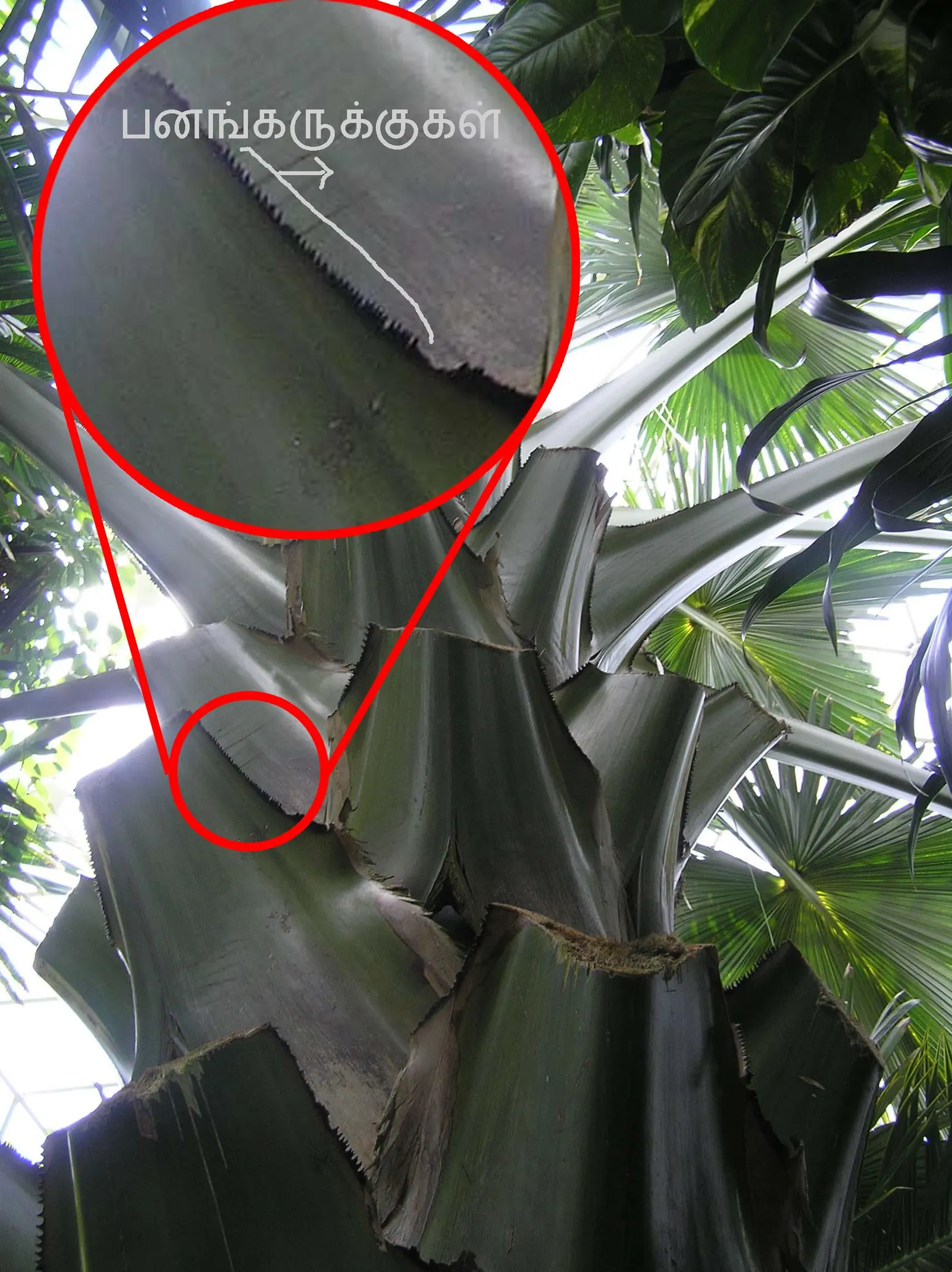 Pindo Palm (Butia Capitata) — boasts a distinctive silhouette with blue-green; its slow growth and graceful form make it ideal for focal points in landscapes