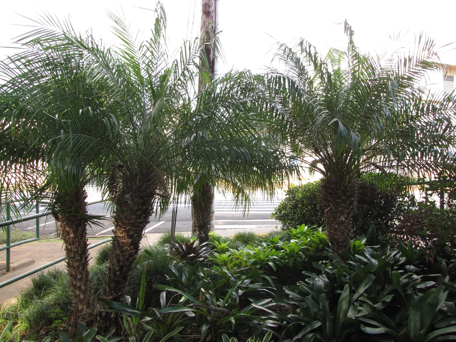 Pindo Palm (Butia Capitata) — Its slow growth and graceful form make it ideal for focal points in landscapes; it produces edible yellow-orange, image 44