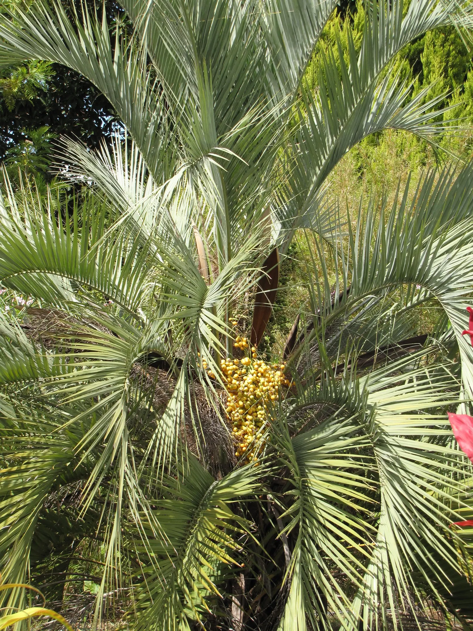 Pindo Palm (Butia Capitata) — consider its full mature size and provide ample space for its expansive canopy; these blossom into orange-yellow fruits by late