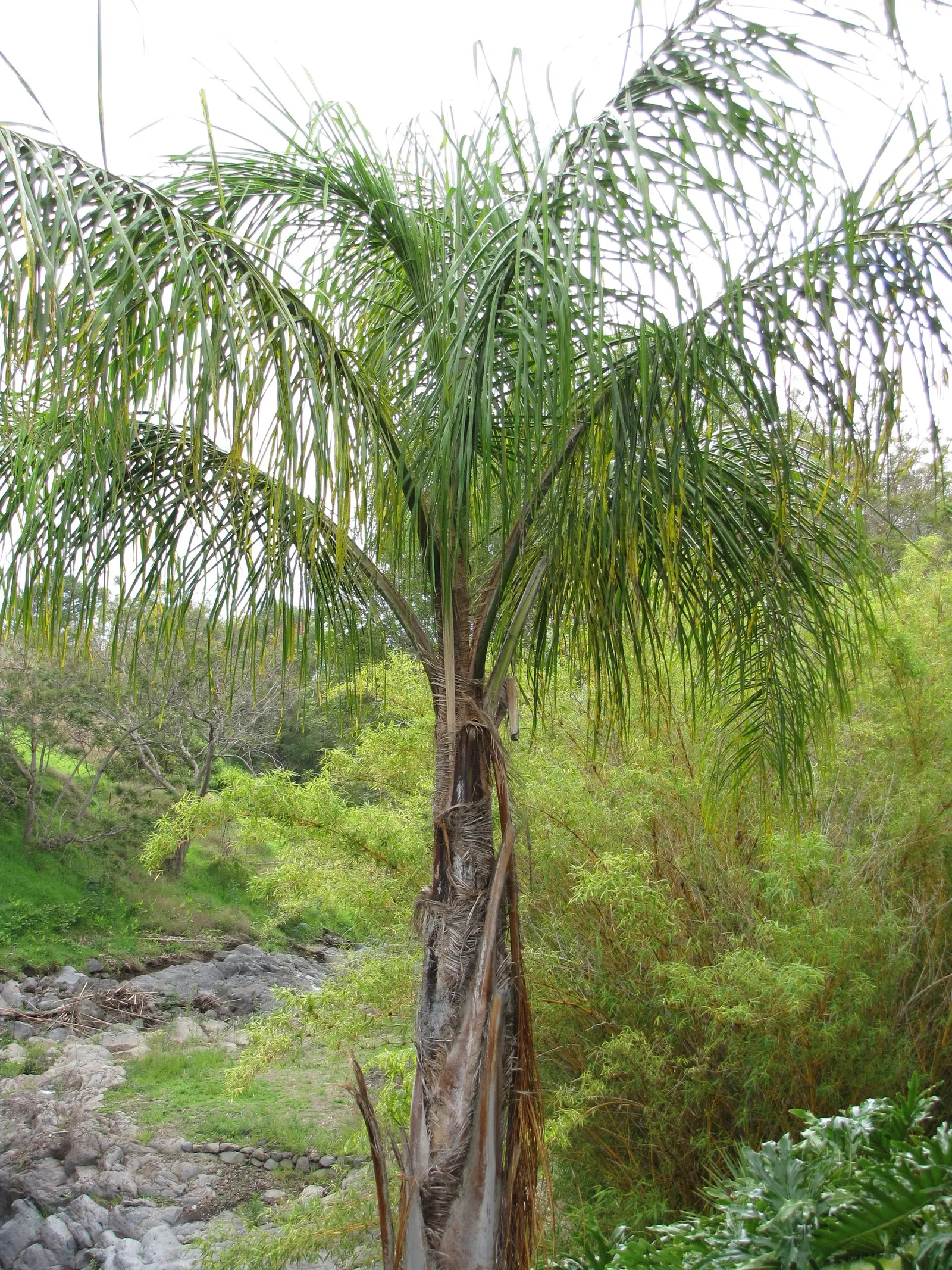 Pindo Palm (Butia Capitata) — Regular watering is recommended until the palm is established, after which it becomes quite drought-tolerant; this, image 59