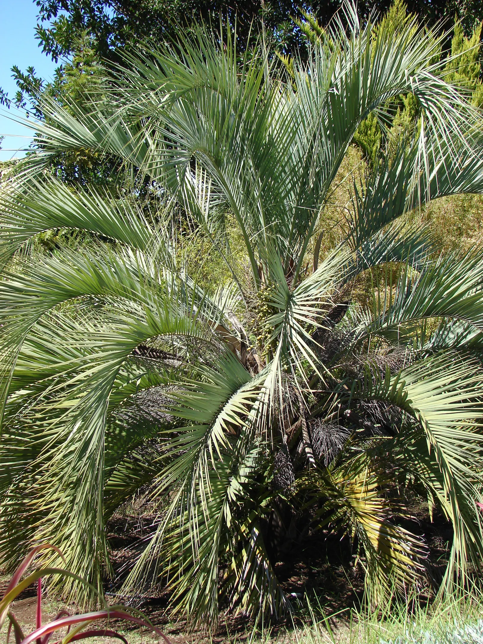 Pindo Palm (Butia Capitata) — creating a spread of up to 10 feet wide; offering a touch of tropical elegance, image 73