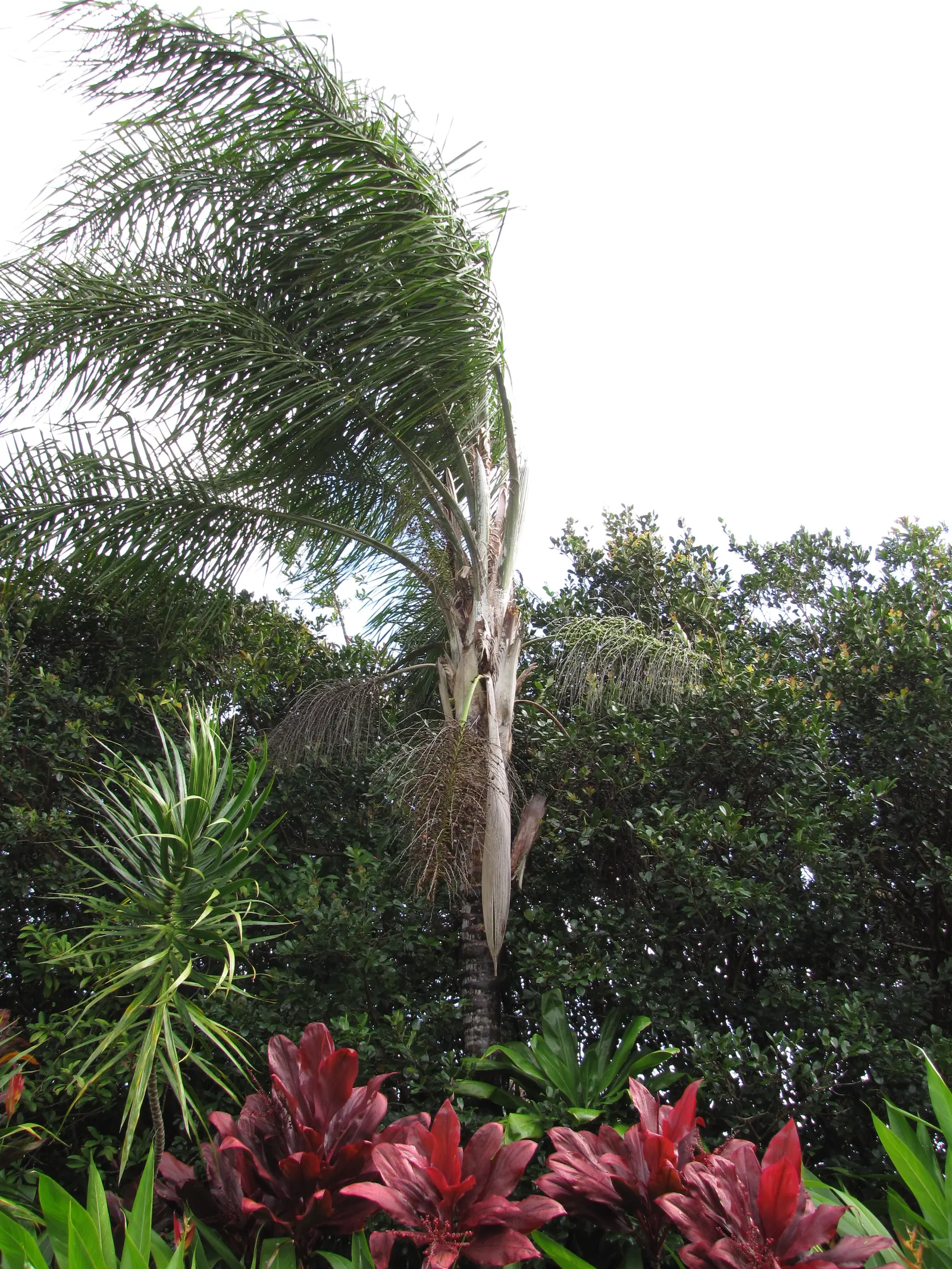 Pindo Palm (Butia Capitata) — this hardy palm is well-adapted to a variety of soil conditions and is notably resilient against cold; is a striking, image 50