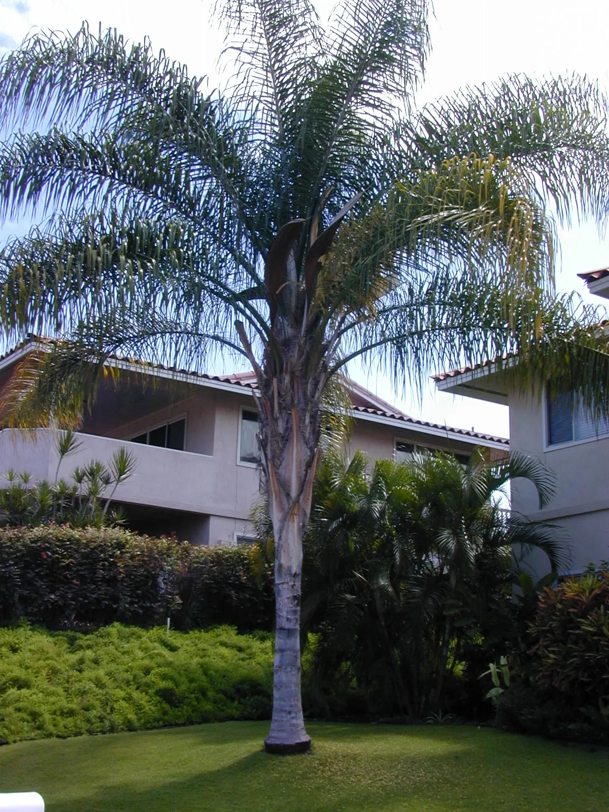 Pindo Palm (Butia Capitata) — creating a spread of up to 10 feet wide; offering a touch of tropical elegance