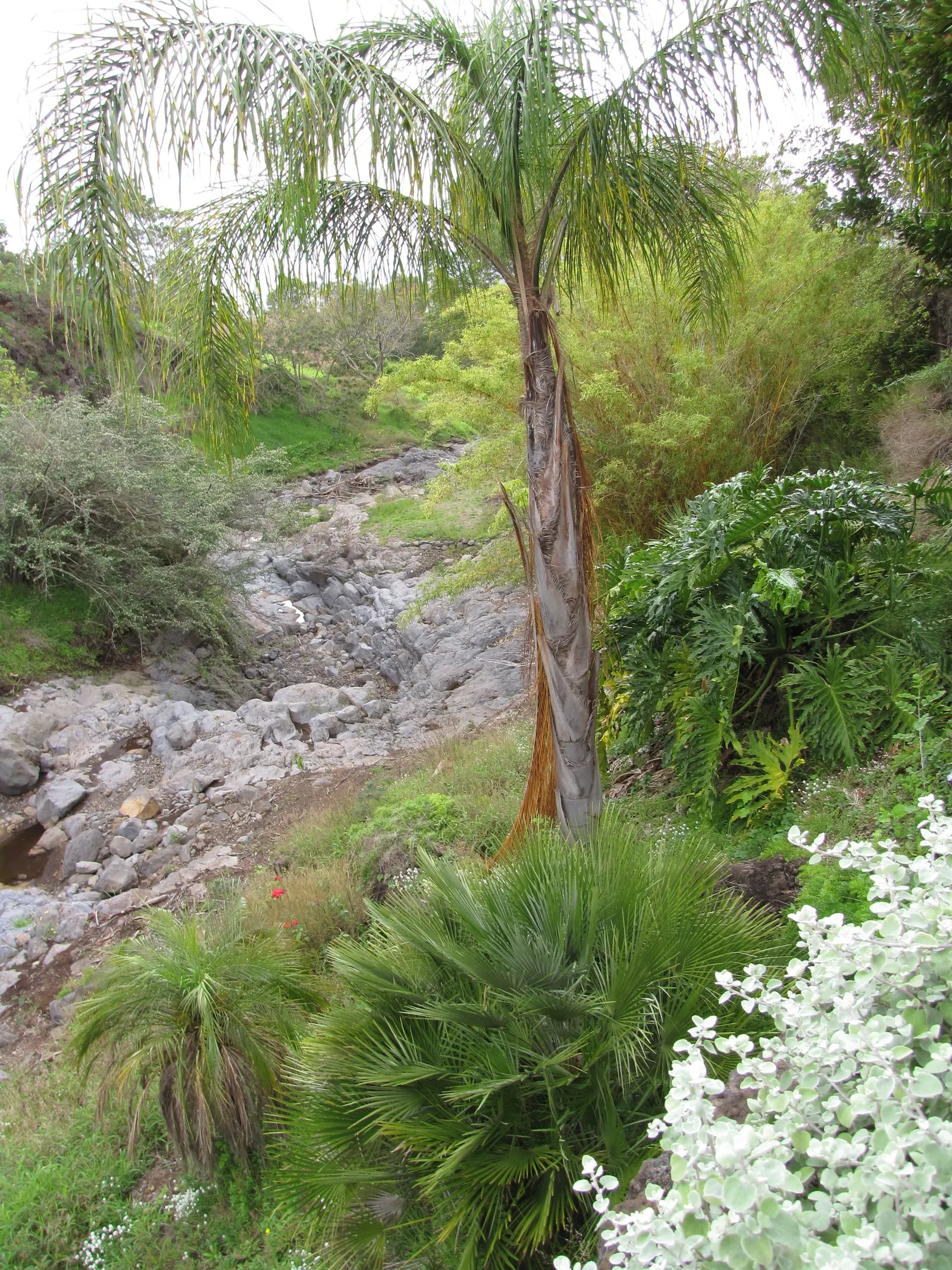 Pindo Palm (Butia Capitata) — Its slow growth and graceful form make it ideal for focal points in landscapes; it produces edible yellow-orange, image 64