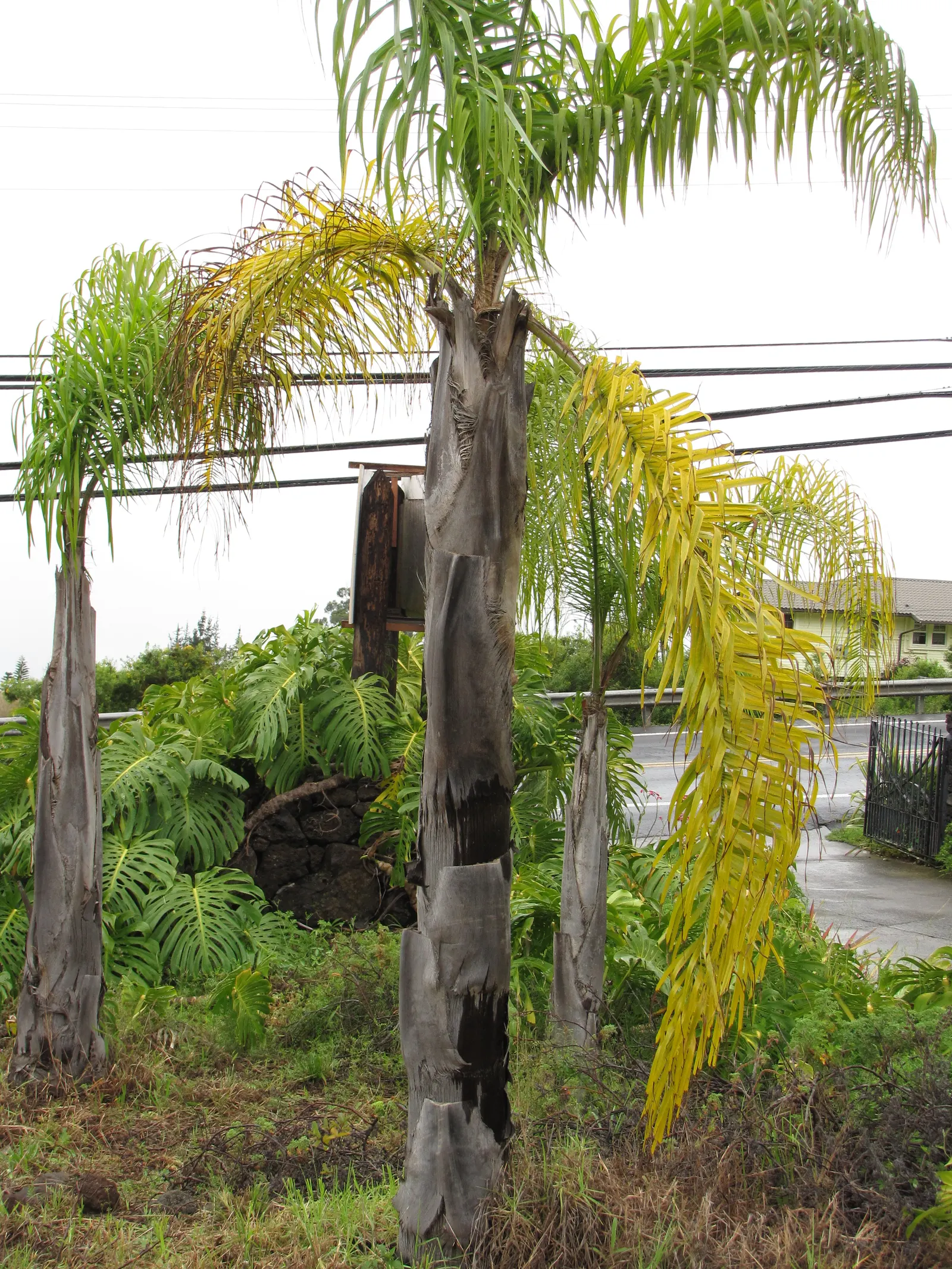 Pindo Palm (Butia Capitata) — palm for full or half; consider its full mature size and provide ample space for its expansive canopy