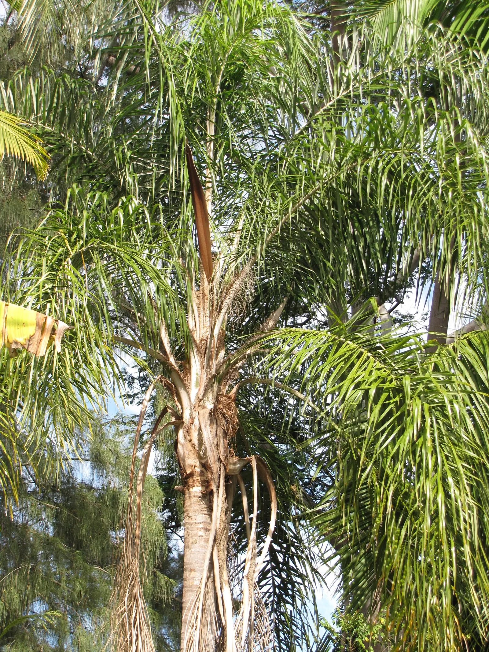 Pindo Palm (Butia Capitata) — arching fronds that span up to 5 feet