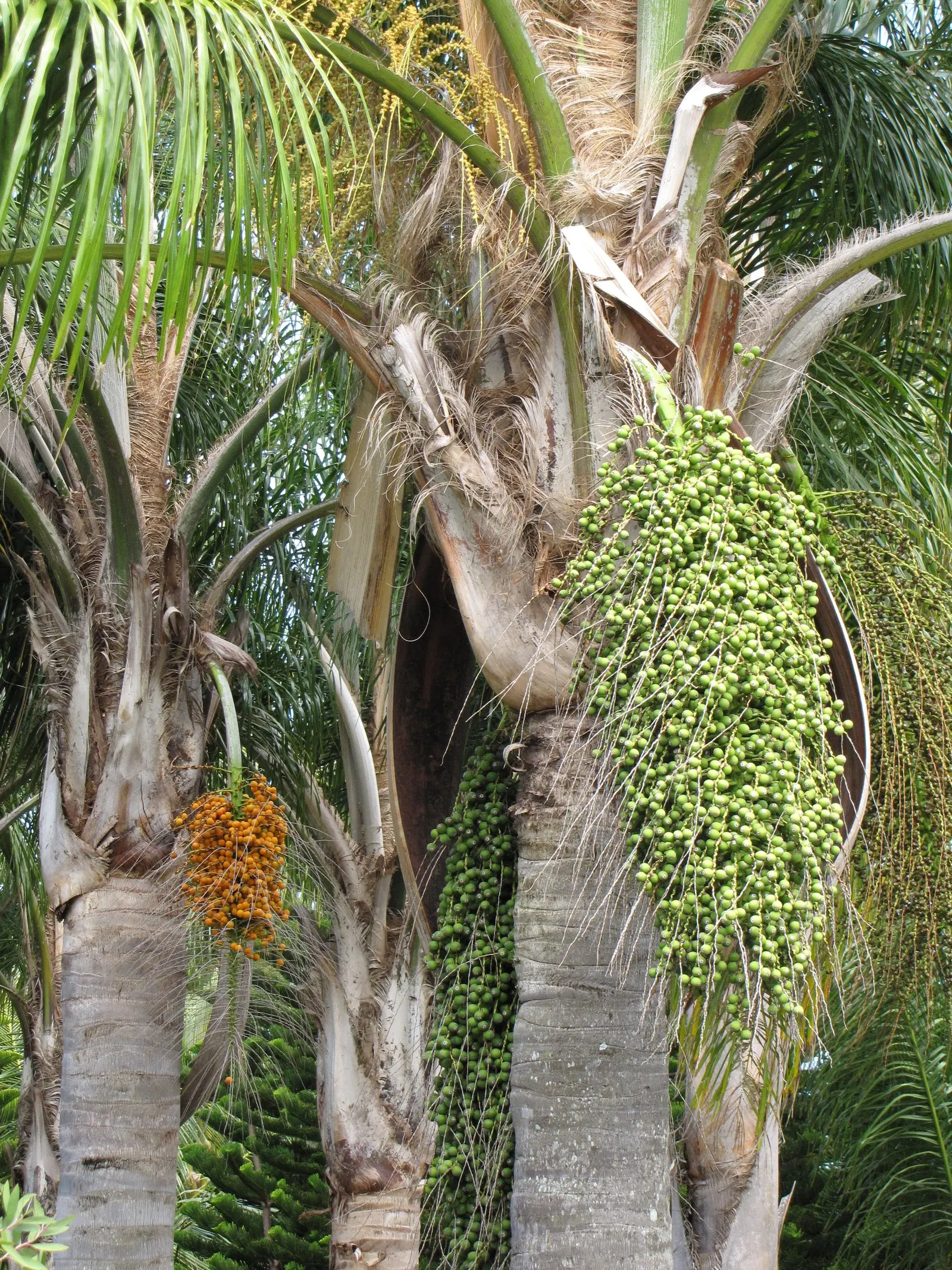 Pindo Palm (Butia Capitata) — offering a touch of tropical elegance; creating a spread of up to 10 feet wide