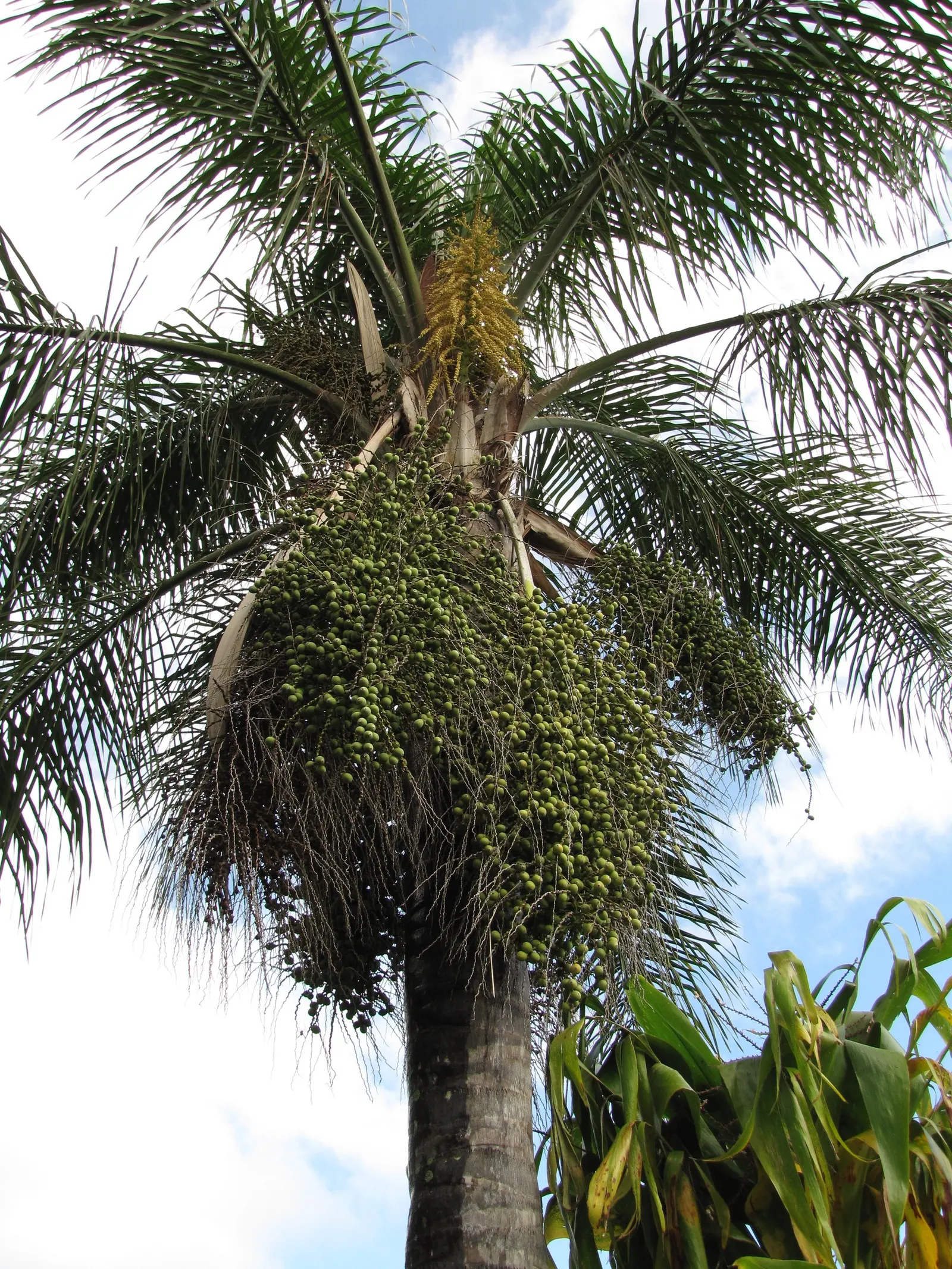 Pindo Palm (Butia Capitata) — These blossom into orange-yellow fruits by late summer; originating from the grasslands and forests of South America, image 56