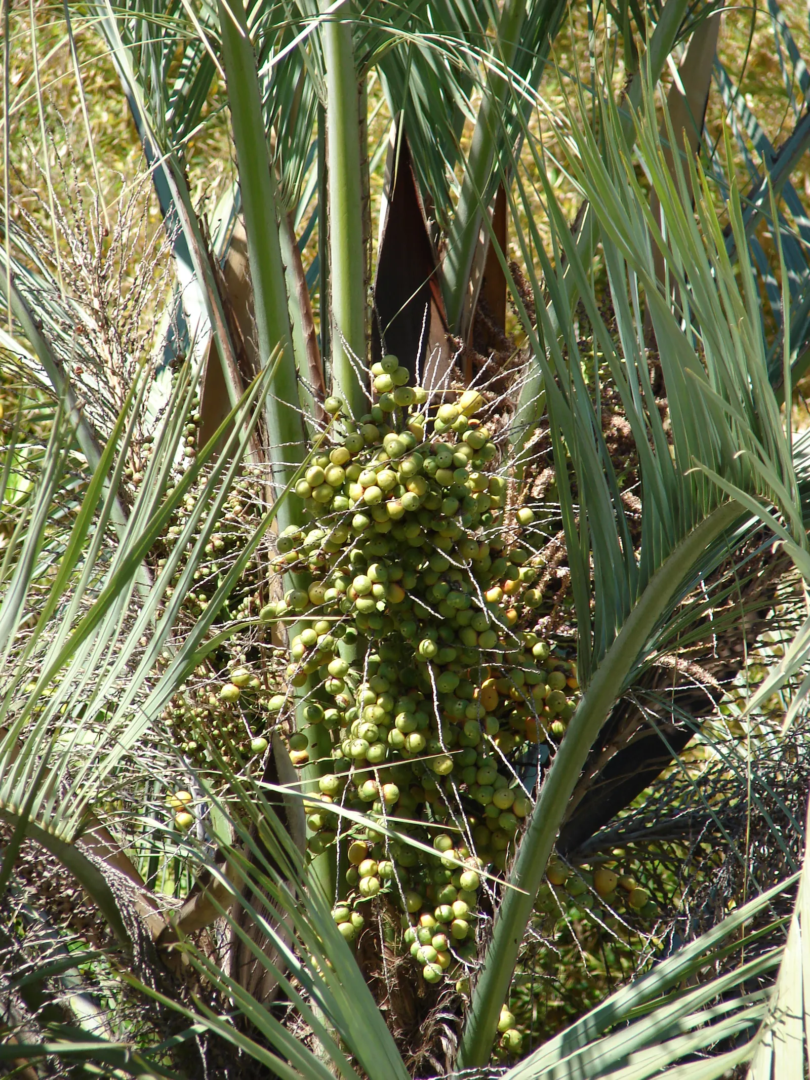 Pindo Palm (Butia Capitata) — blue-green fronds that gracefully arch; boasts a distinctive silhouette with blue-green, image 72