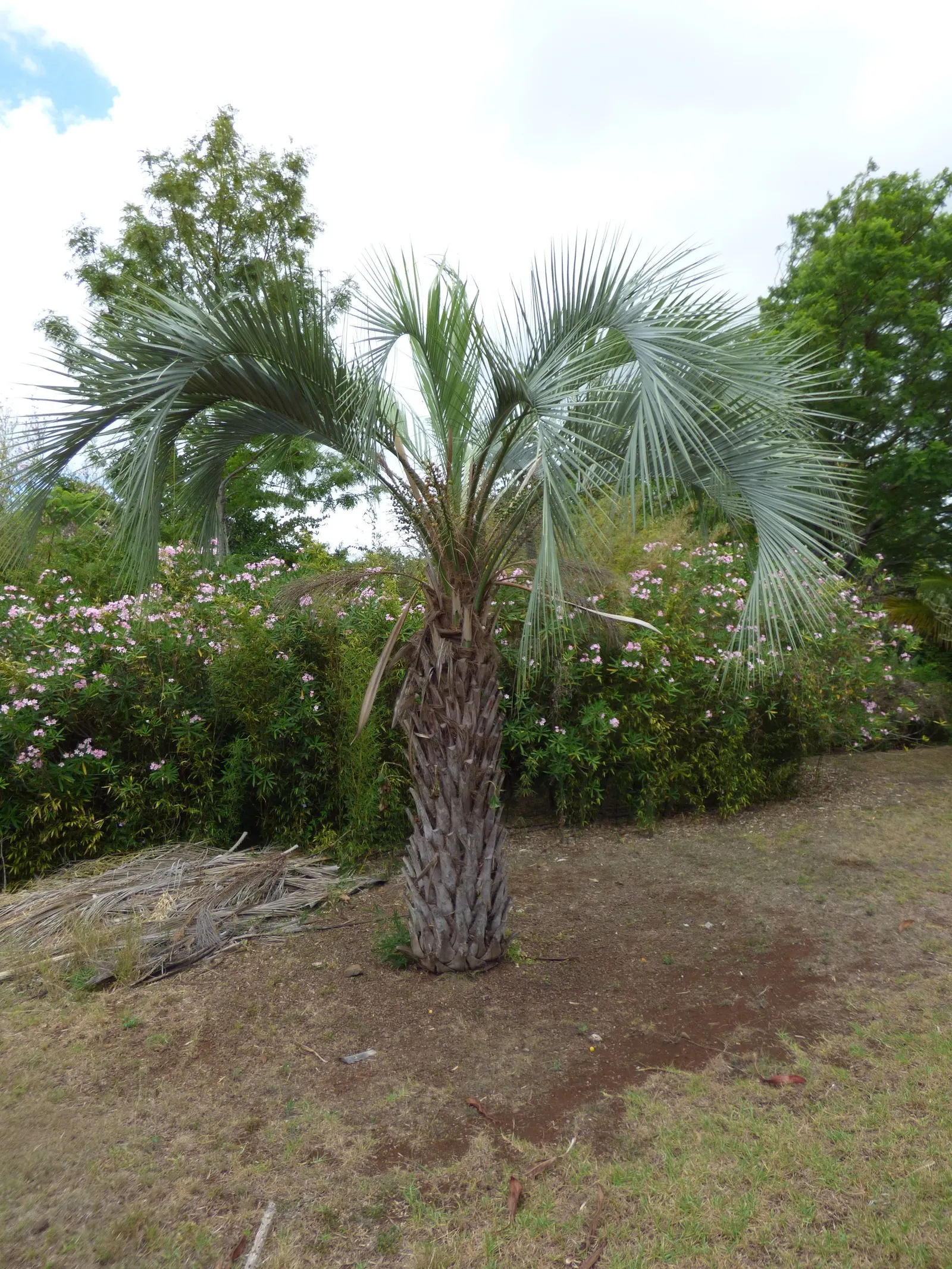 Pindo Palm (Butia Capitata) — yellow inflorescences that reach up to 2 feet long