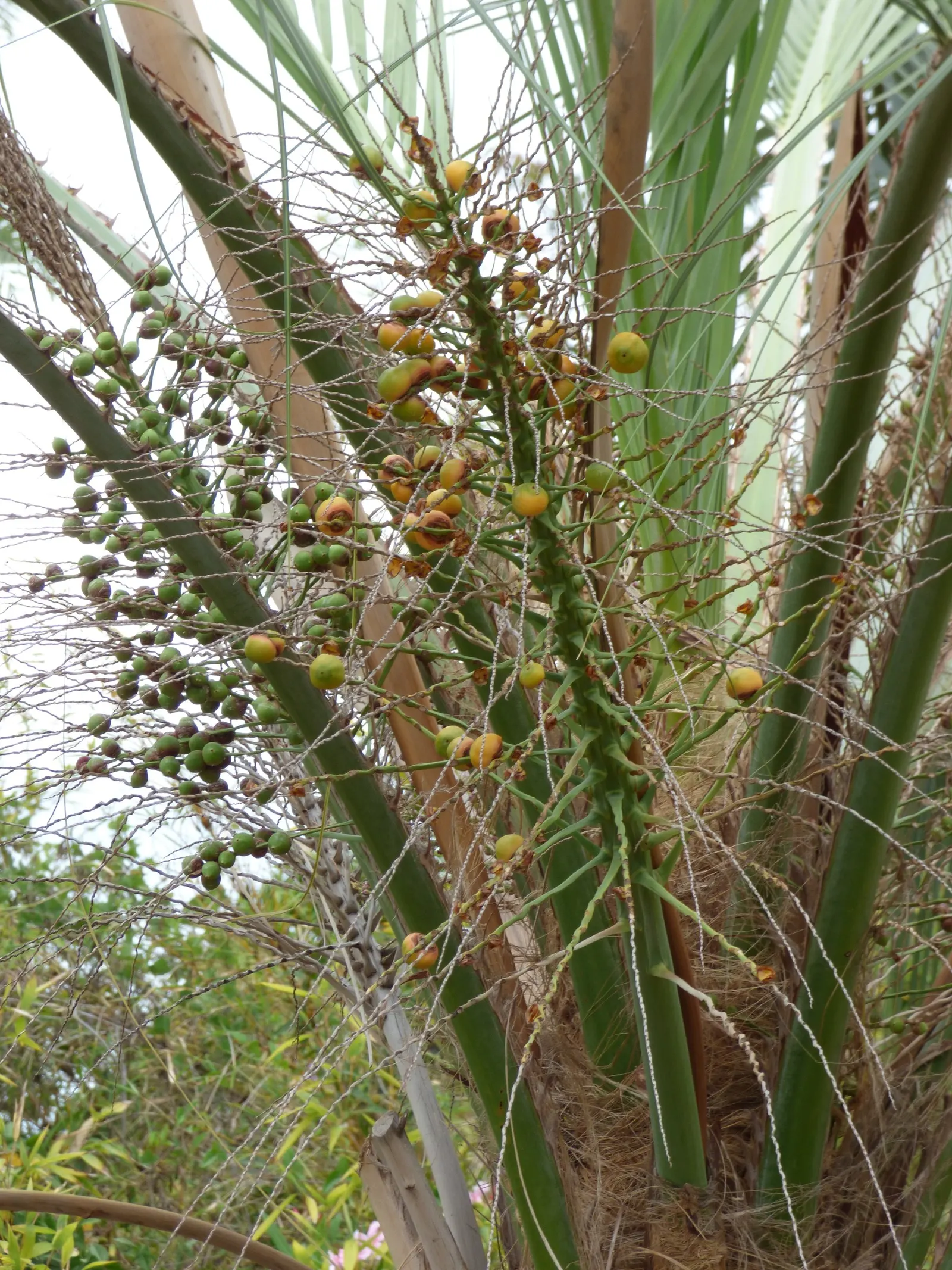 Pindo Palm (Butia Capitata) — It produces edible yellow-orange fruits, adding a tropical flair to settings in USDA zones 7b-11; blue-green fronds that
