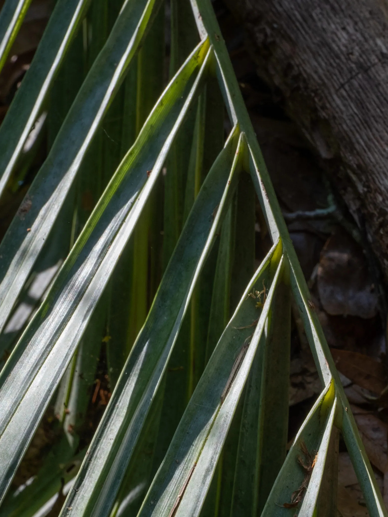 Pindo Palm (Butia Capitata) — boasts a distinctive silhouette with blue-green; its slow growth and graceful form make it ideal for focal points in, image 61