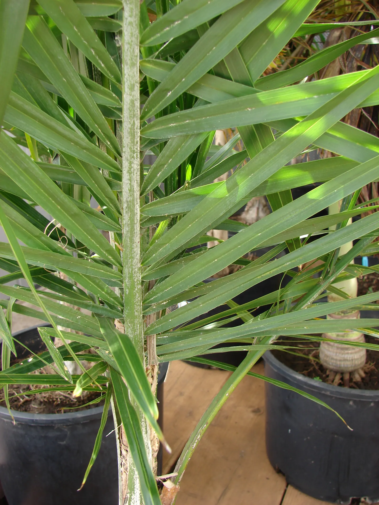 Pindo Palm (Butia Capitata) — Originating from the grasslands and forests of South America; palm for full or half