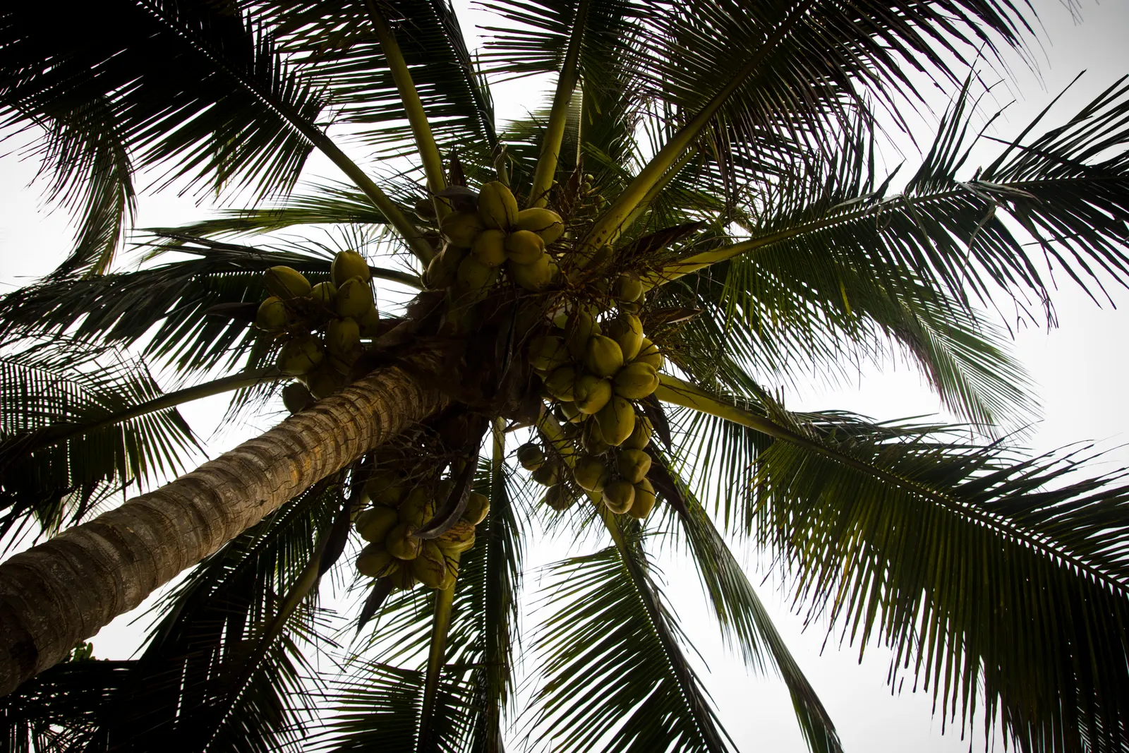 Pindo Palm (Butia Capitata) — arching fronds that span up to 5 feet; with a spread of approximately 10 to 15 feet thanks to its robust, image 42