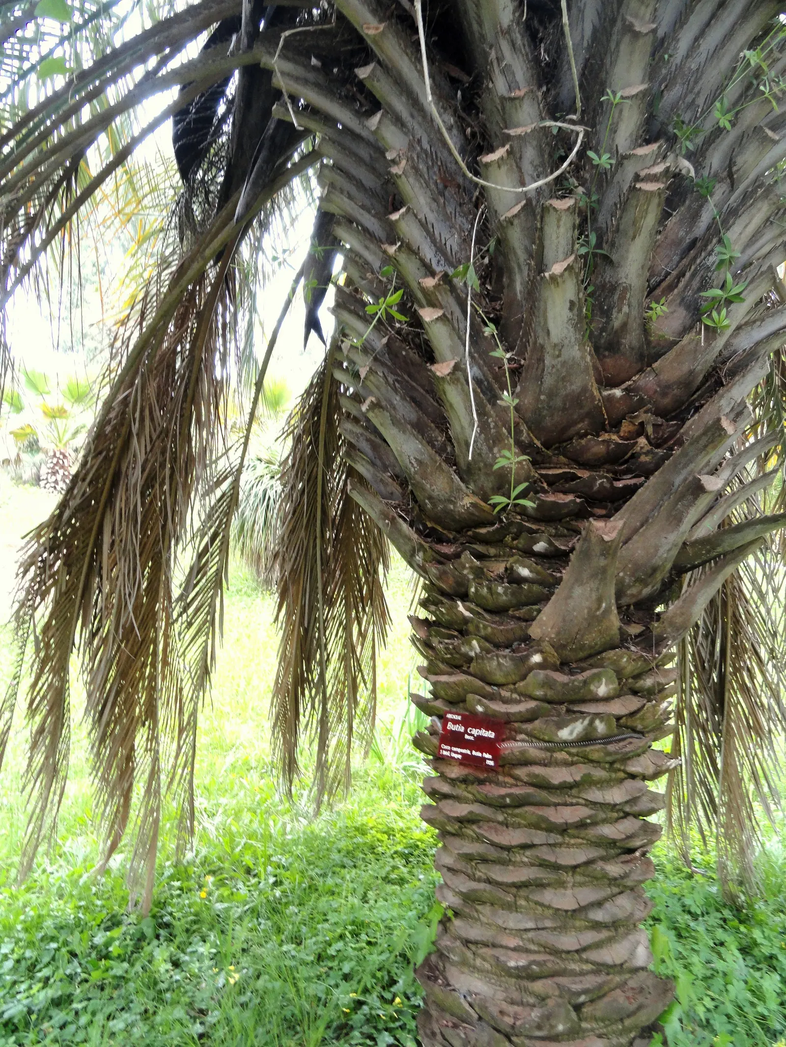 Pindo Palm (Butia Capitata) — It produces edible yellow-orange fruits, adding a tropical flair to settings in USDA zones 7b-11
