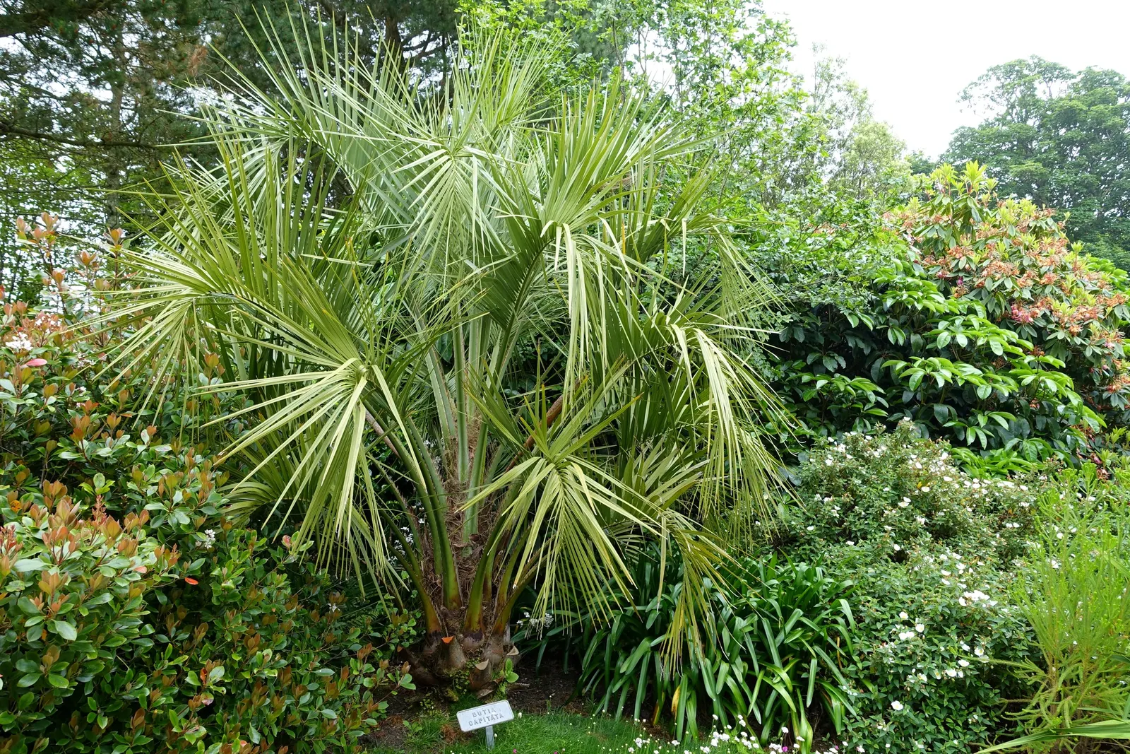 Pindo Palm (Butia Capitata) — arching fronds that span up to 5 feet; with a spread of approximately 10 to 15 feet thanks to its robust, image 62