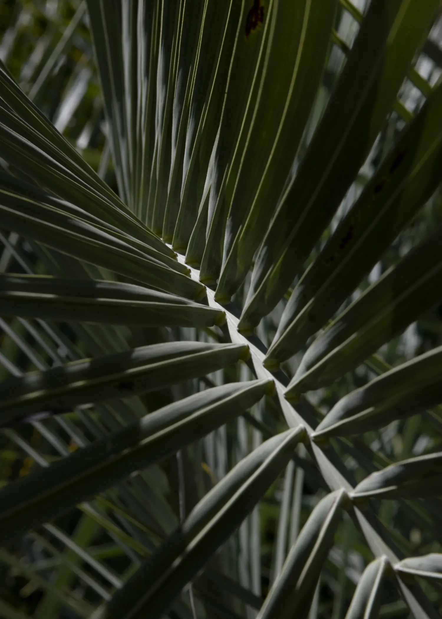 Pindo Palm (Butia Capitata) — boasts a distinctive silhouette with blue-green