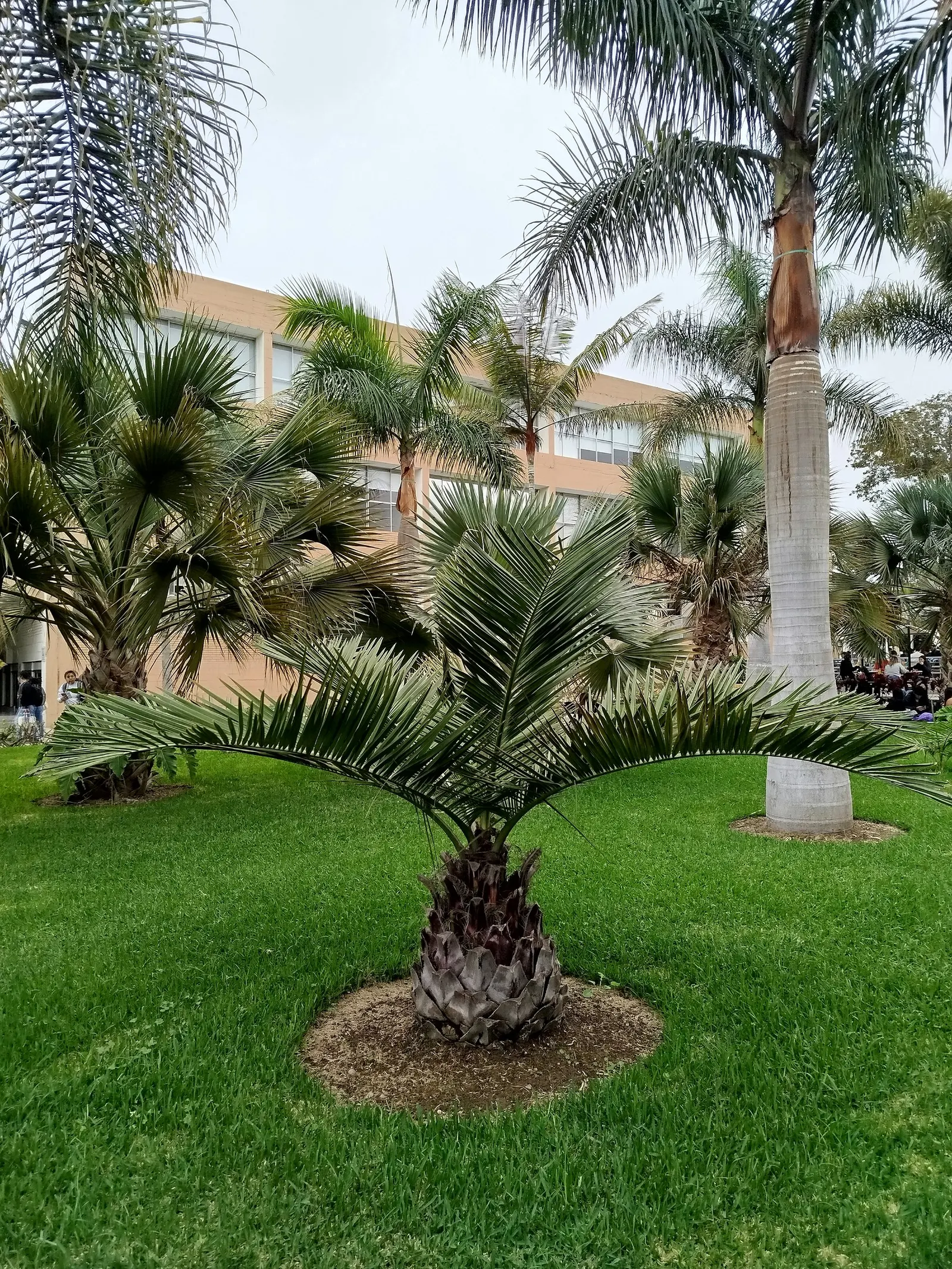 Pindo Palm (Butia Capitata) — arching fronds that span up to 5 feet; with a spread of approximately 10 to 15 feet thanks to its robust