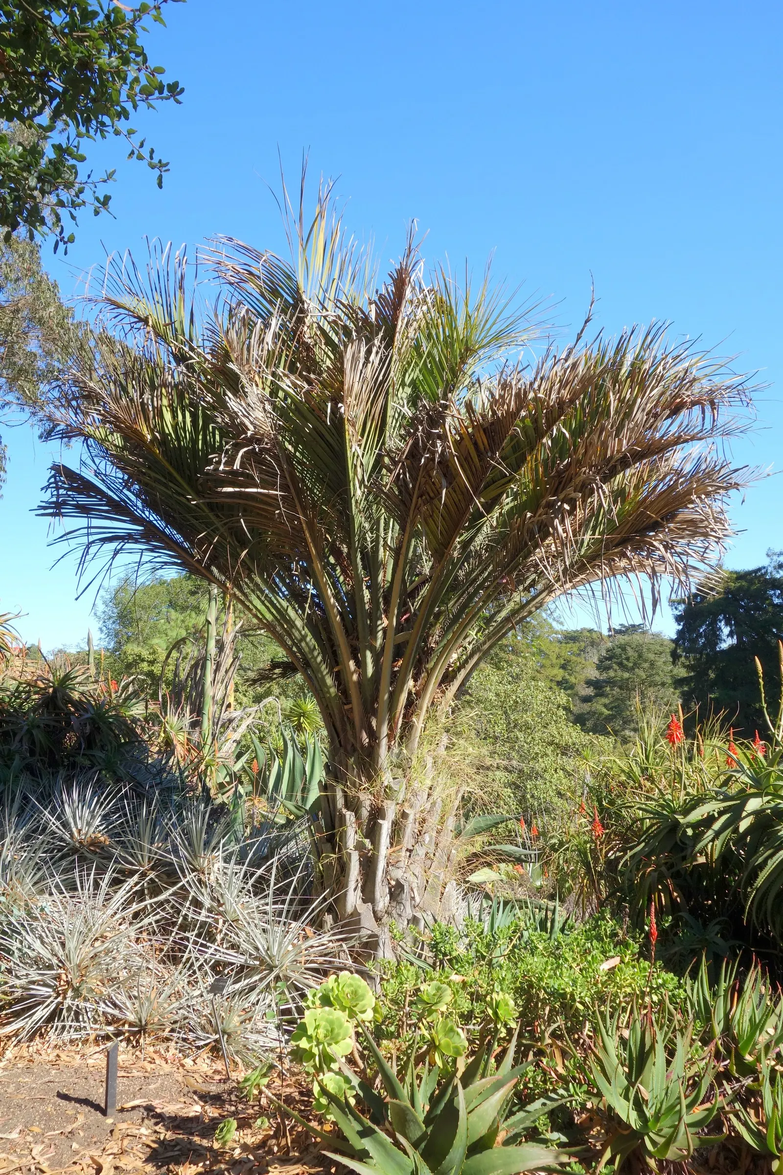 Pindo Palm (Butia Capitata) — Originating from the grasslands and forests of South America