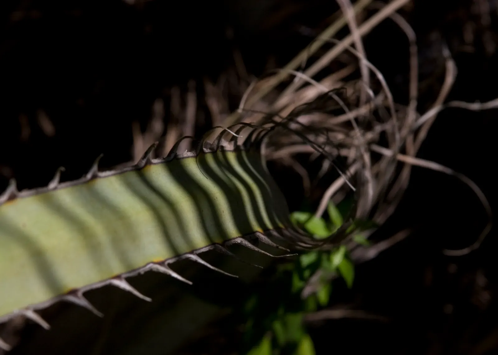 Pindo Palm (Butia Capitata) — is a striking addition to any landscape design; scientifically known as Butia capitata