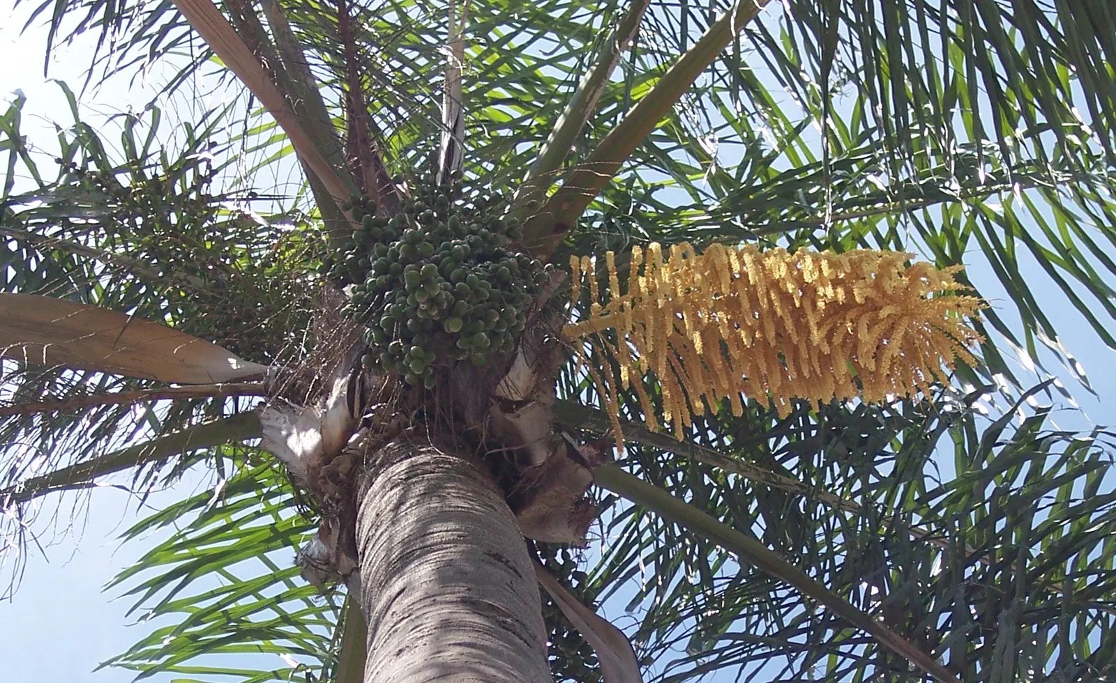 Pindo Palm (Butia Capitata) — Regular watering is recommended until the palm is established, after which it becomes quite drought-tolerant; this hardy palm is