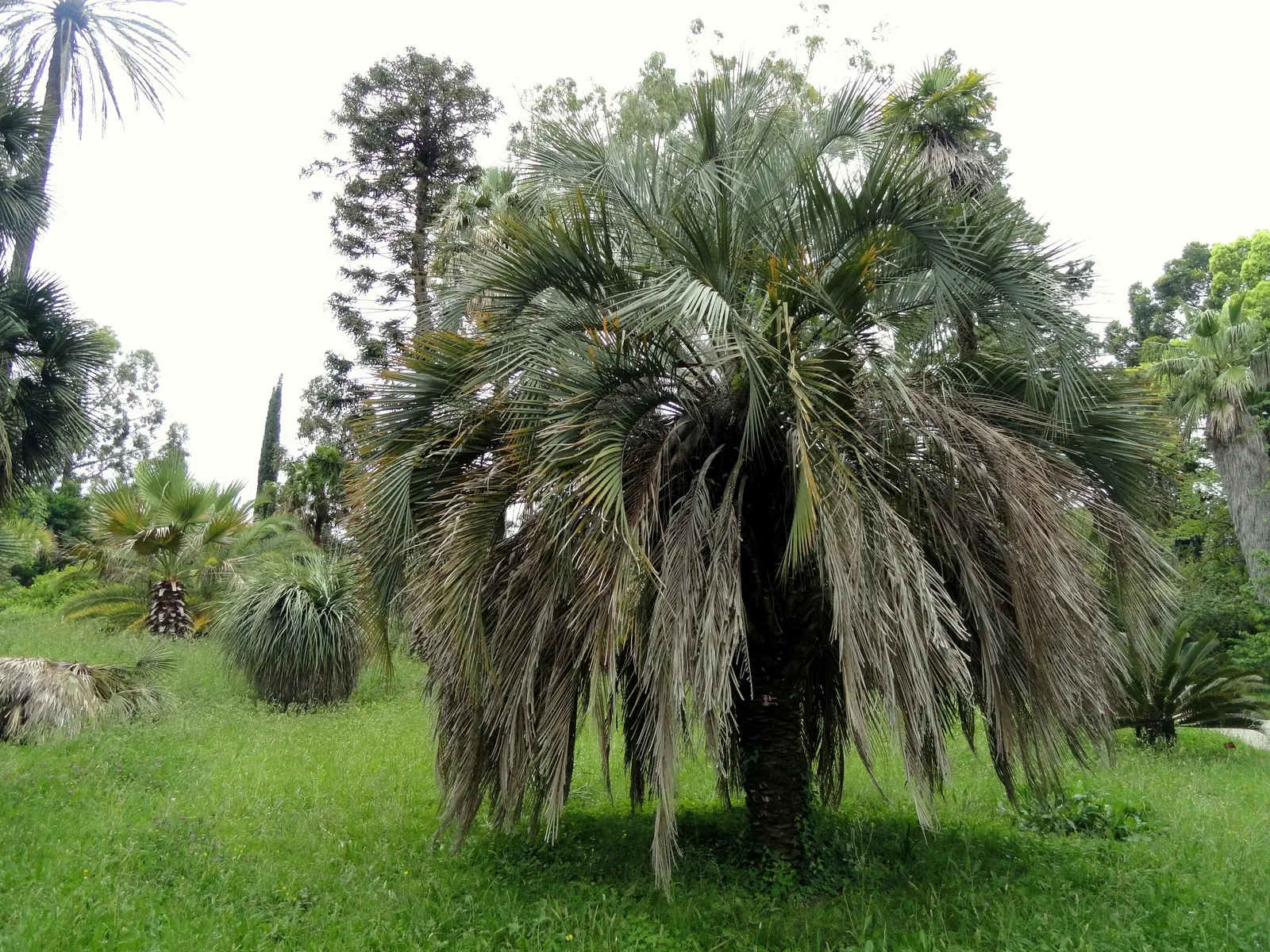 Pindo Palm (Butia Capitata) — this hardy palm is well-adapted to a variety of soil conditions and is notably resilient against cold; is a striking, image 70