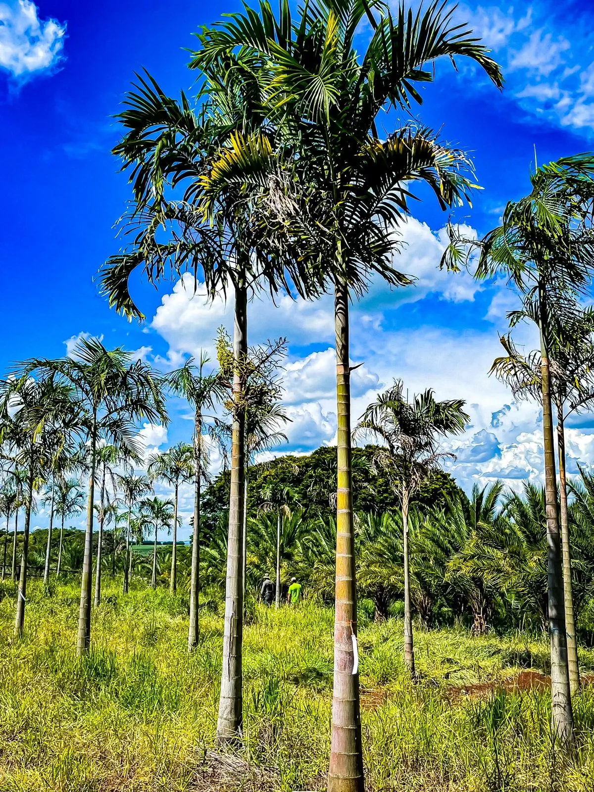 Pindo Palm (Butia Capitata) — Its slow growth and graceful form make it ideal for focal points in landscapes