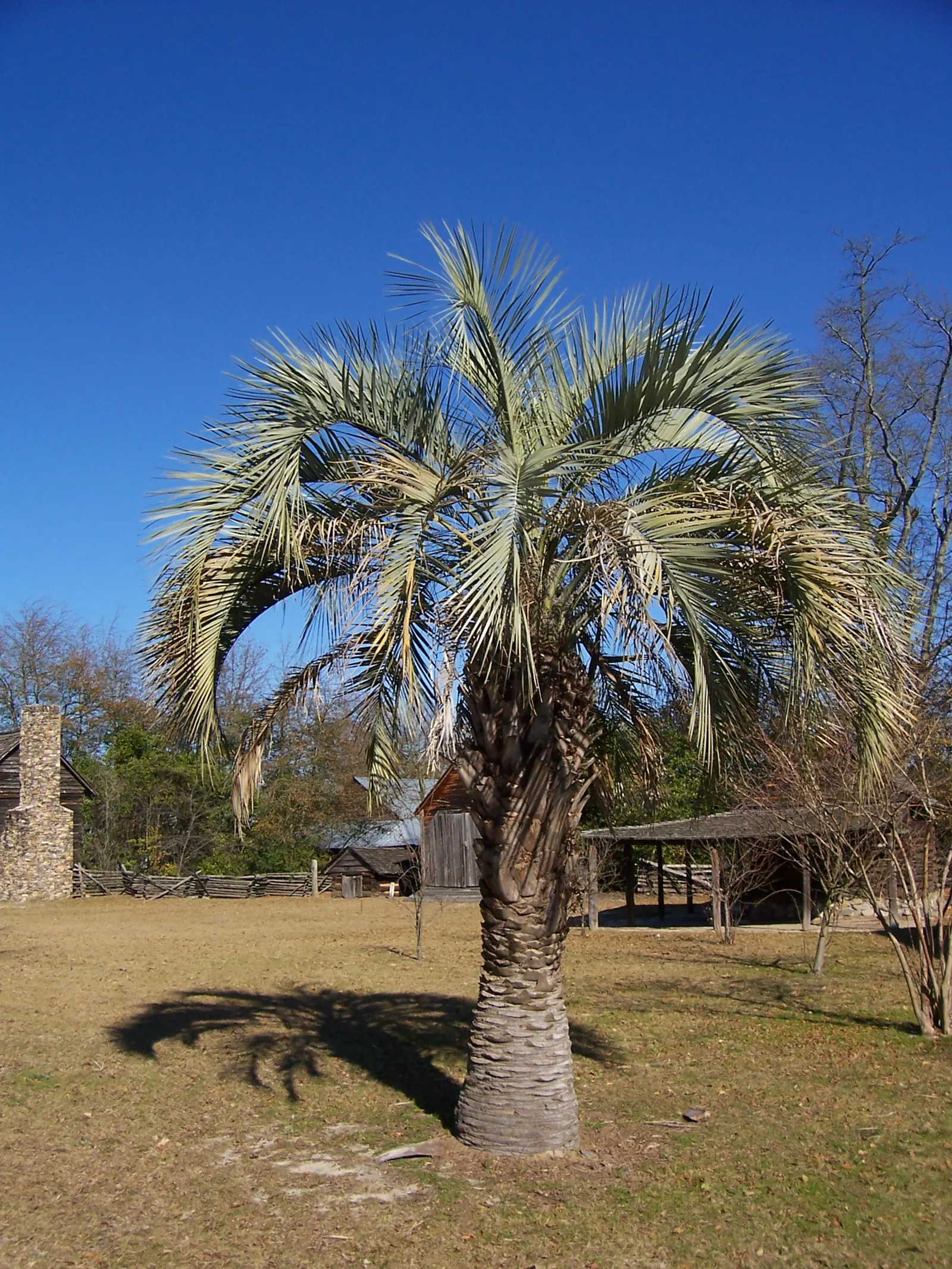 Pindo Palm (Butia Capitata) — These blossom into orange-yellow fruits by late summer