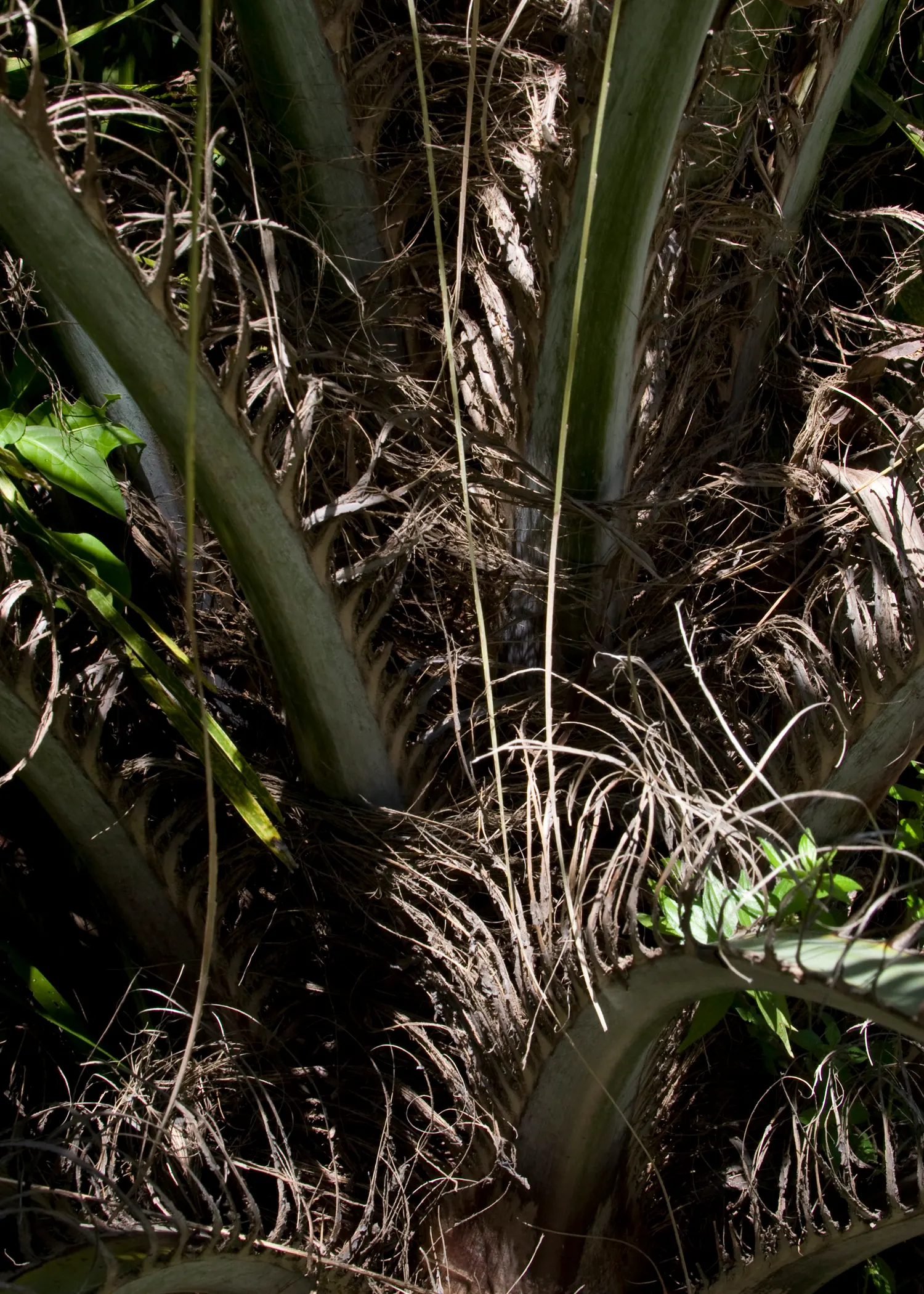 Pindo Palm (Butia Capitata) — yellow inflorescences that reach up to 2 feet long; arching fronds that span up to 5 feet