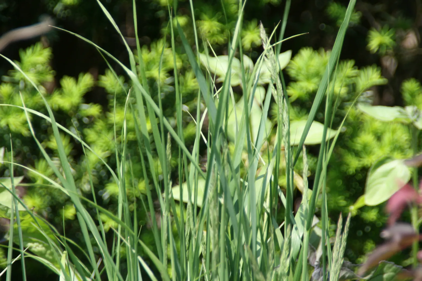 Red Switch Grass (Panicum Virgatum 'Rotstrahlbusch') — This ornamental variety is renowned for its deep red and purple foliage, intensifying in fall