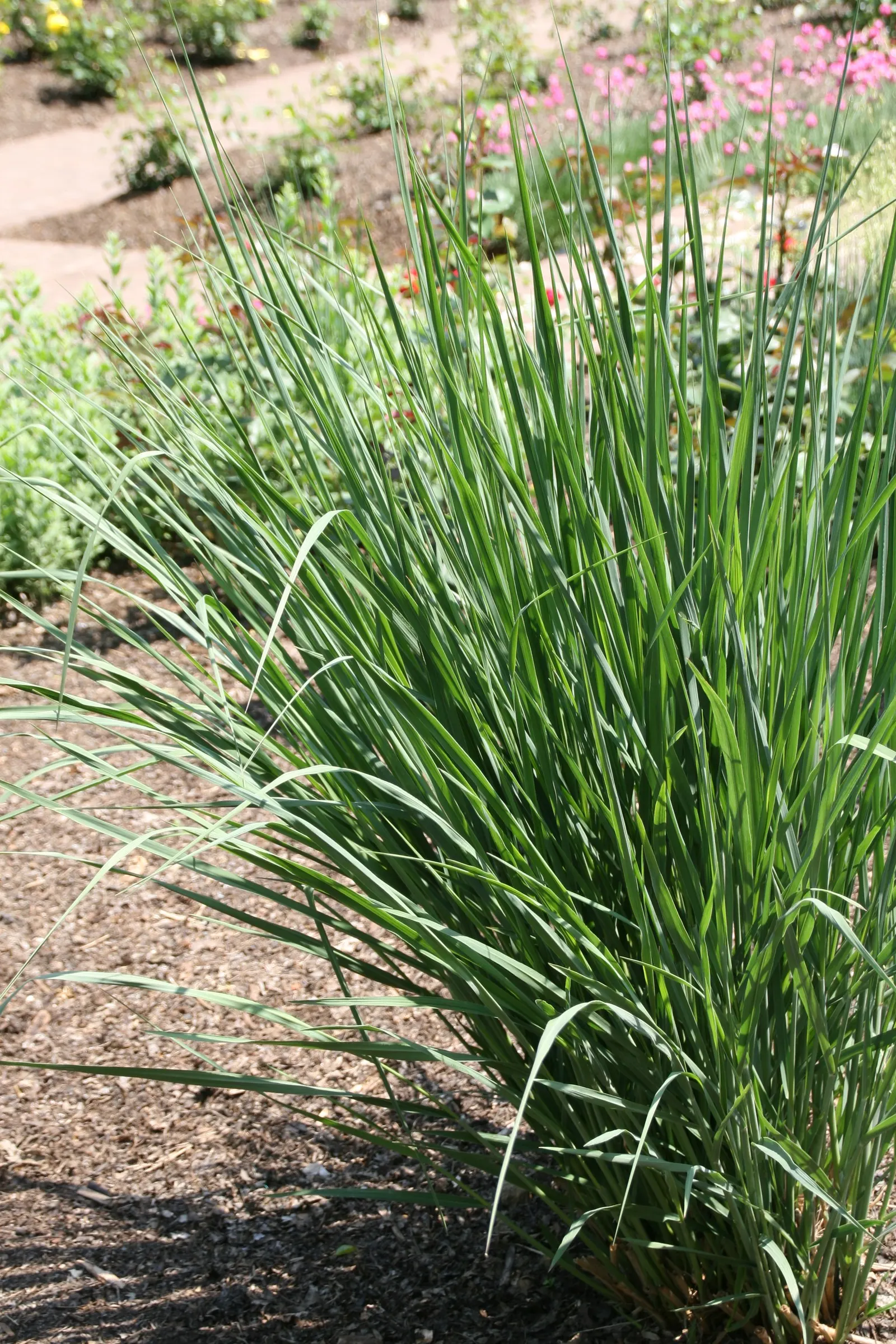 Red Switch Grass (Panicum Virgatum 'Rotstrahlbusch') — Red Switch Grass (Panicum virgatum 'Rotstrahlbusch') is a perennial grass with robust