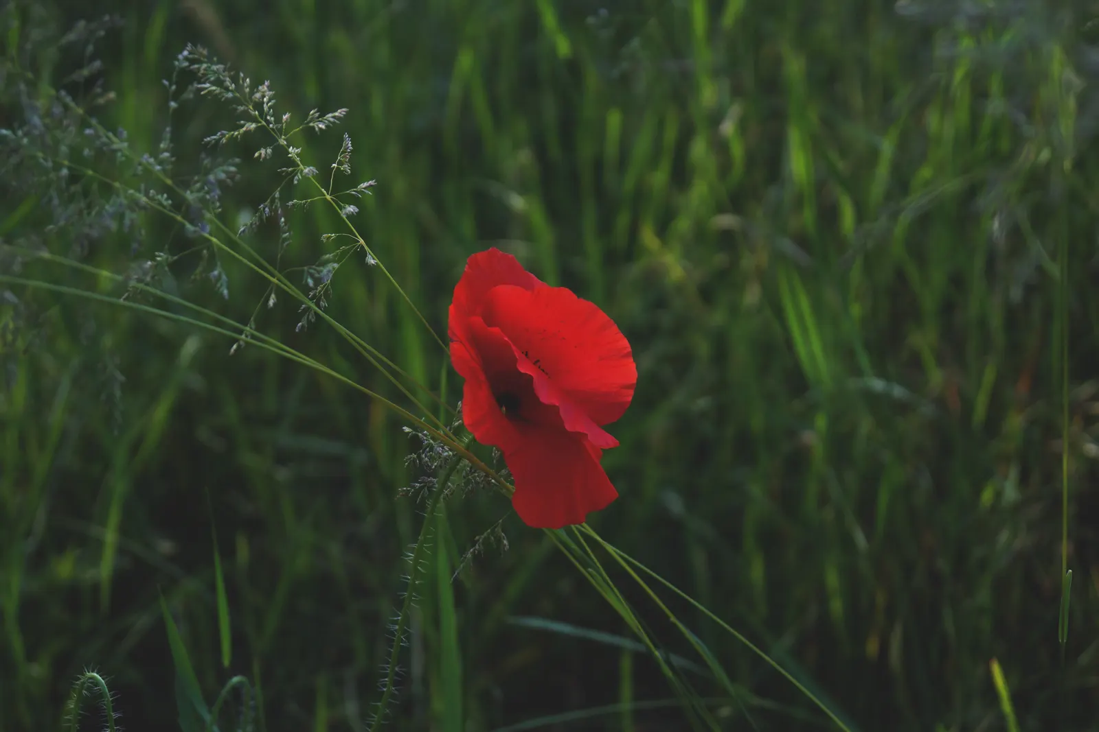 Red Switch Grass (Panicum Virgatum 'Rotstrahlbusch') — It thrives in full sun to partial shade in zones 5-9, and is drought-tolerant once established