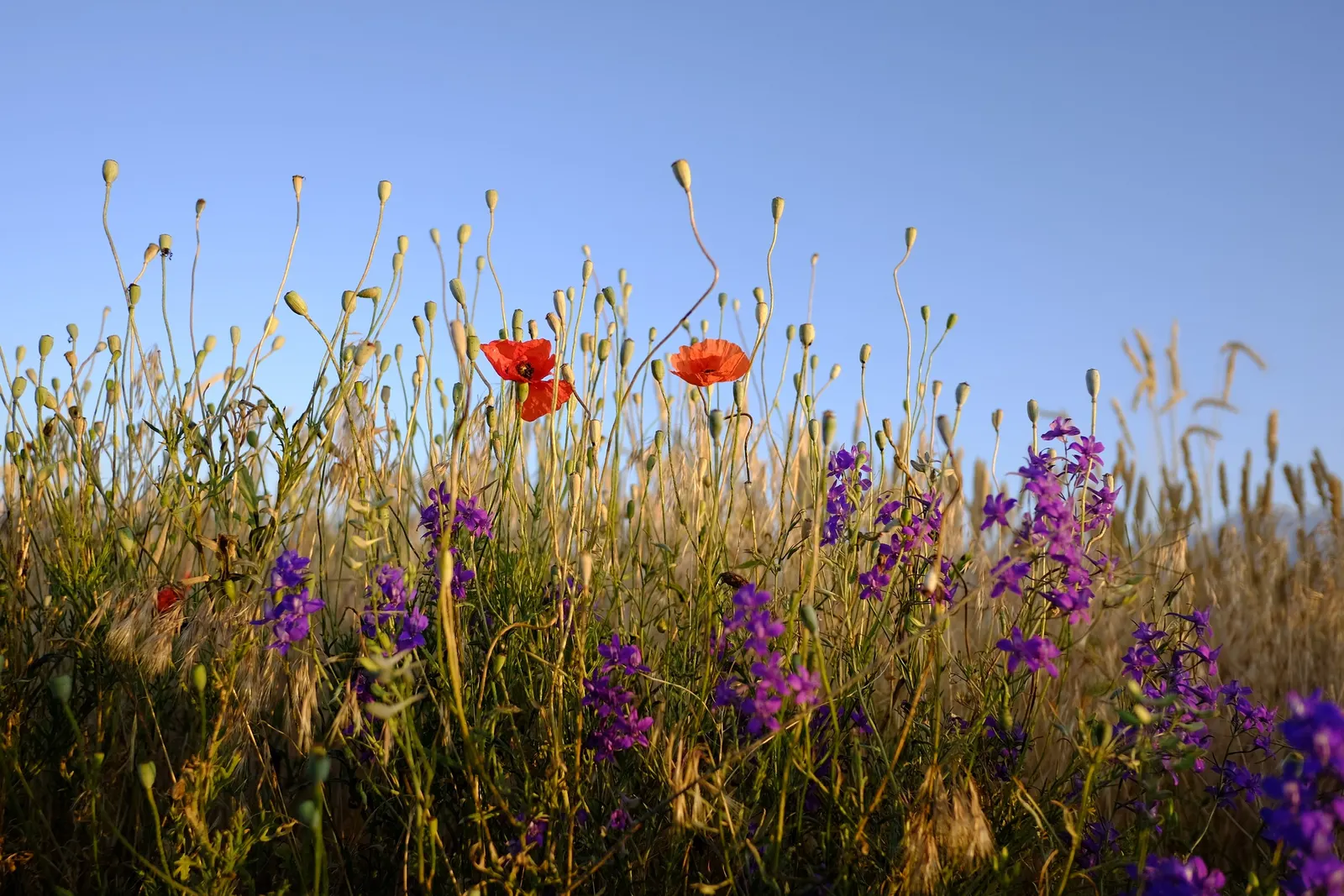 Red Switch Grass (Panicum Virgatum 'Rotstrahlbusch') — upright stems reaching 4-5 feet in height
