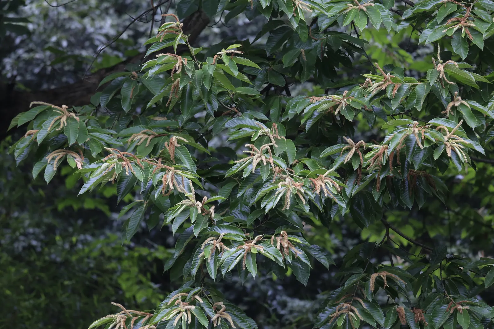 Chinese Chestnut (Castanea Mollissima) — bringing squirrels and various birds