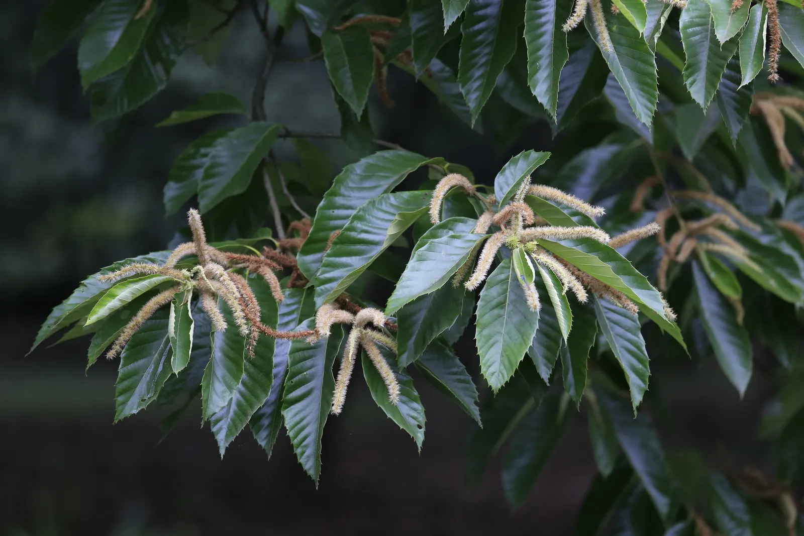 Chinese Chestnut (Castanea Mollissima) — It thrives in zones 4-8 with sun exposure, offering significant shade and autumnal yellow foliage