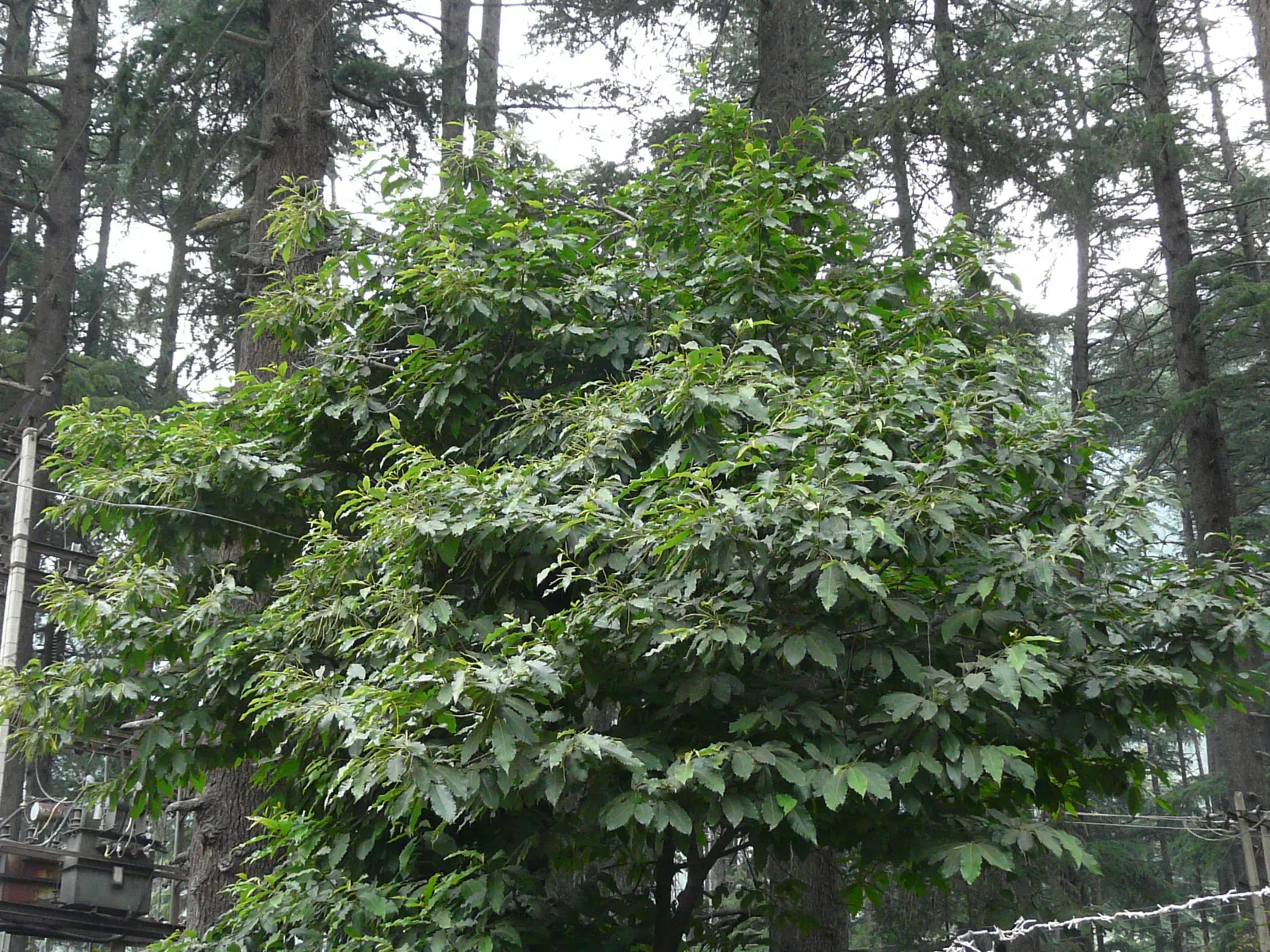 Chinese Chestnut (Castanea Mollissima) — Its nut production provides both an attractive feature and a wildlife draw