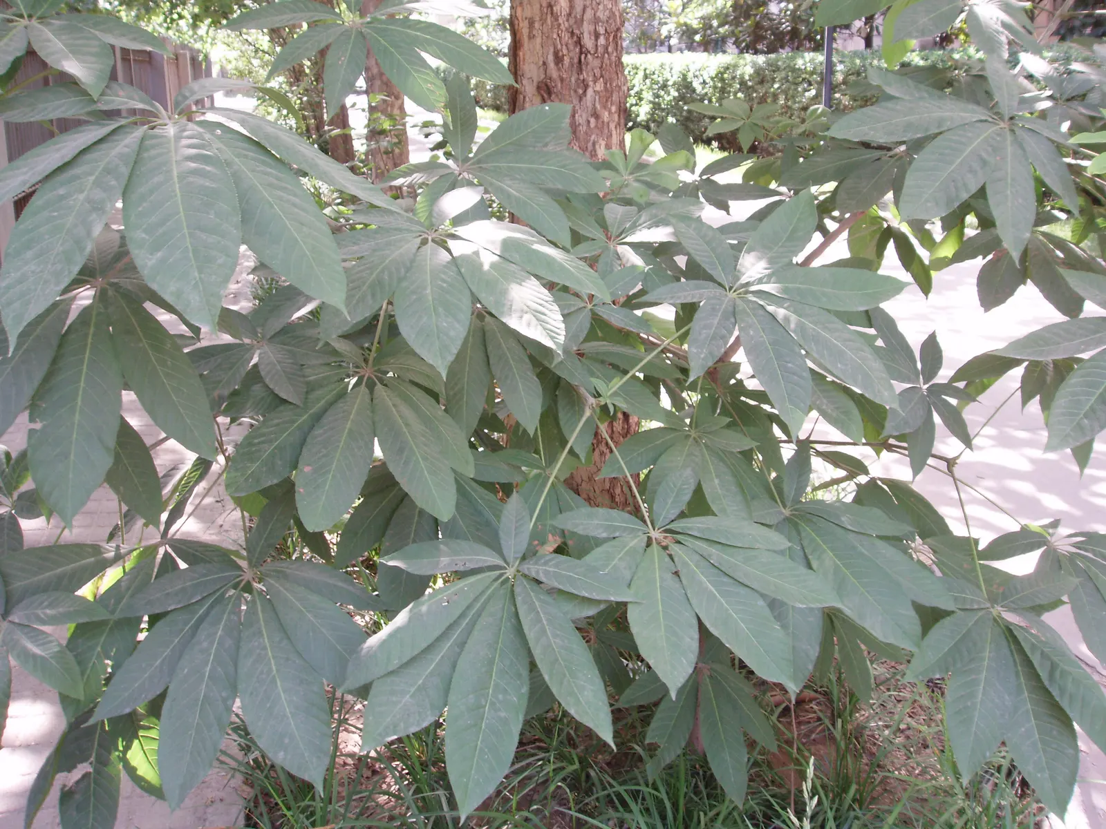 Chinese Chestnut (Castanea Mollissima) — turning to a golden yellow or bronze in autumn.<br><br>Hardy in USDA zones 4-8