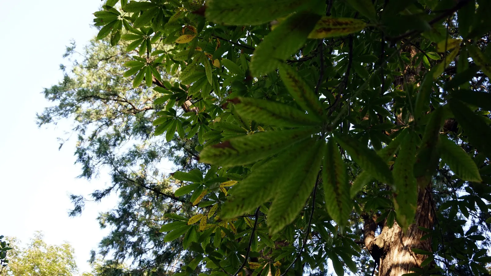 Chinese Chestnut (Castanea Mollissima) — Its leaves are oblong-lanceolate