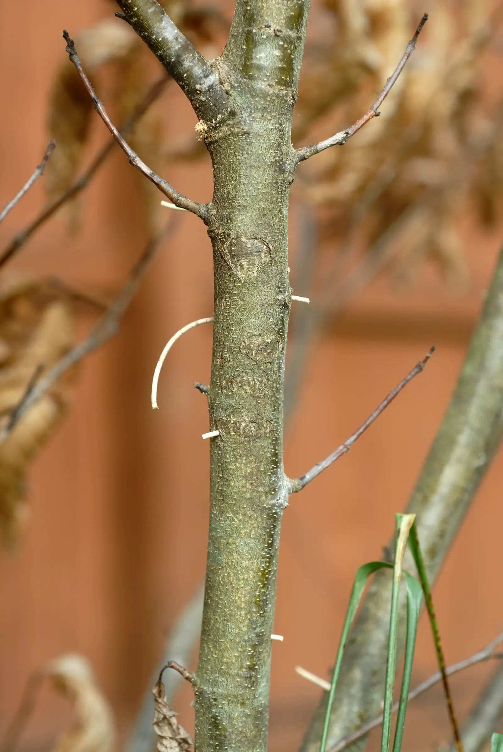 Chinese Chestnut (Castanea Mollissima) — most notably to the chestnut blight that devastated the American chestnut